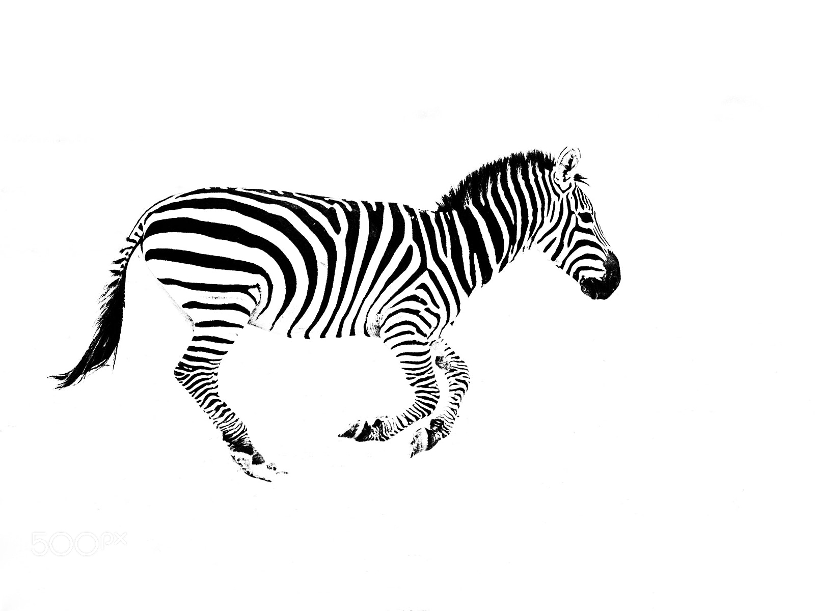 Nikon D500 sample photo. Zebra - high key photography