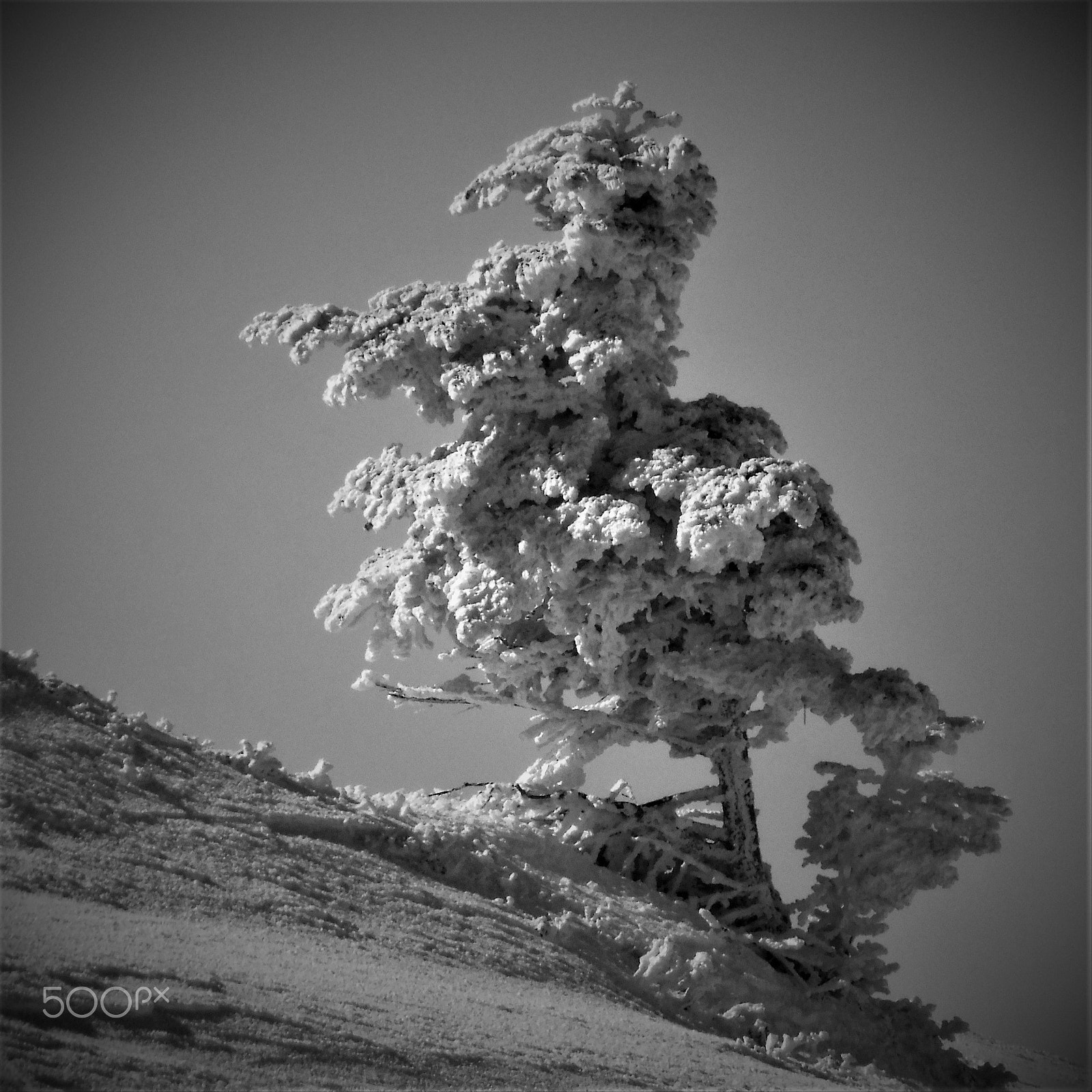 Fujifilm FinePix XP90 XP91 XP95 sample photo. Frozen pine walking ( victor schonbrotz) photography