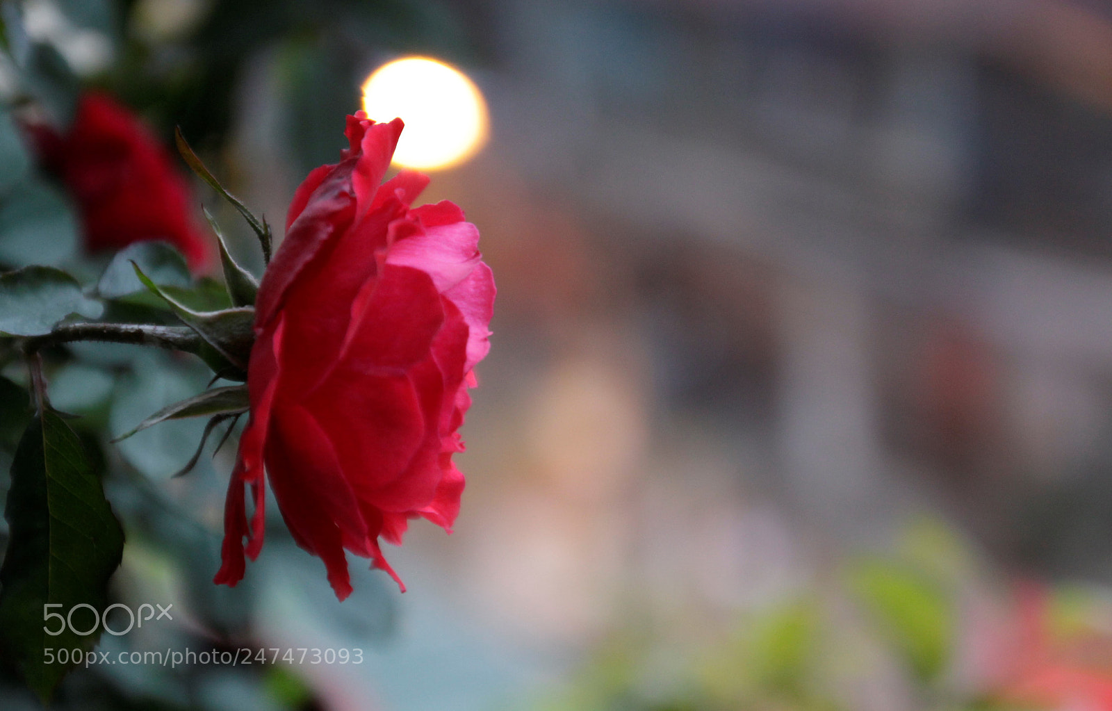 Canon EOS 700D (EOS Rebel T5i / EOS Kiss X7i) sample photo. Gloomy sunday, rose, 700d photography