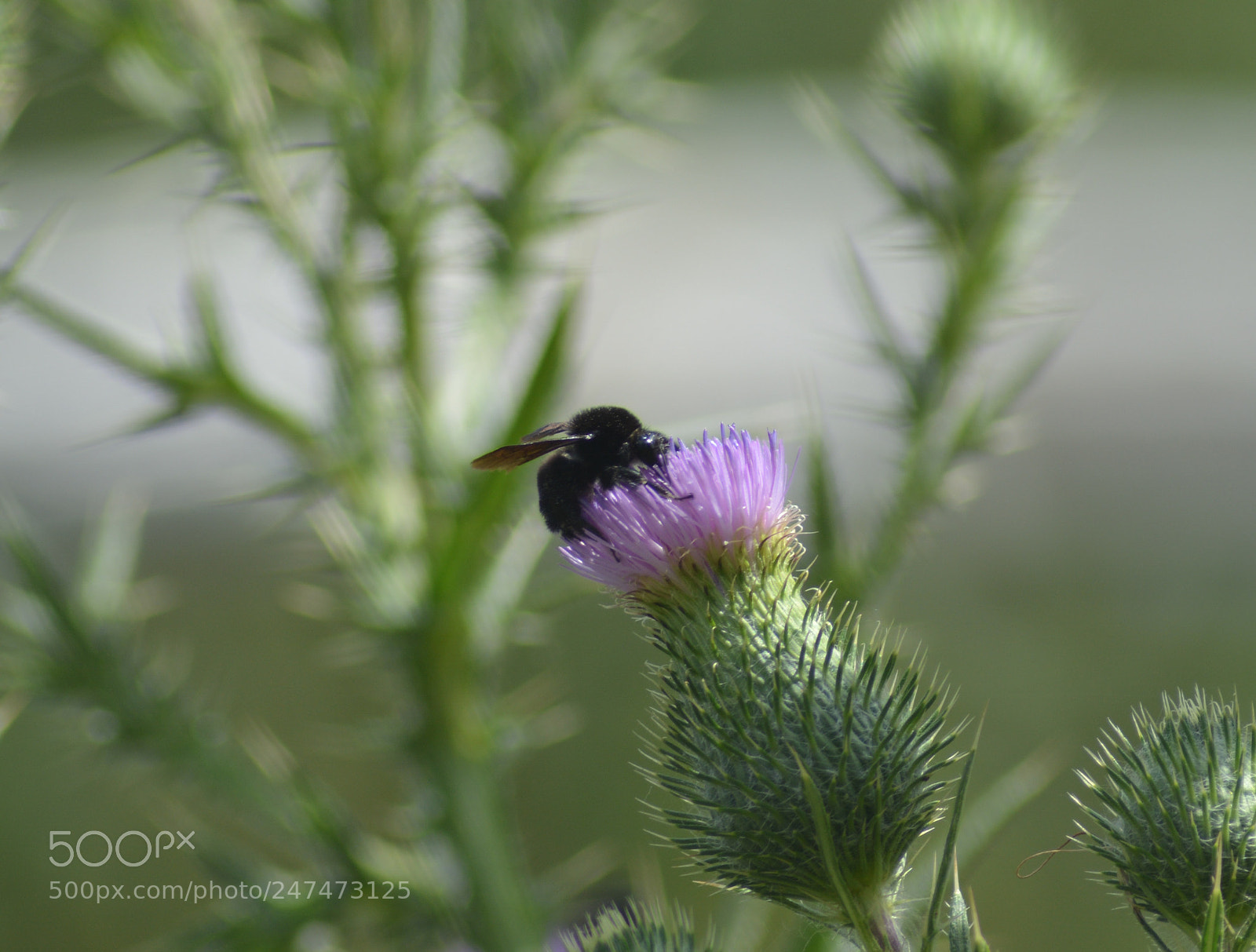Nikon D7100 sample photo. Abejorro photography