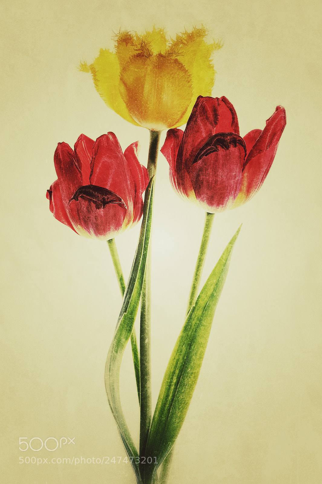 Nikon D700 sample photo. Red and yellow tulips photography