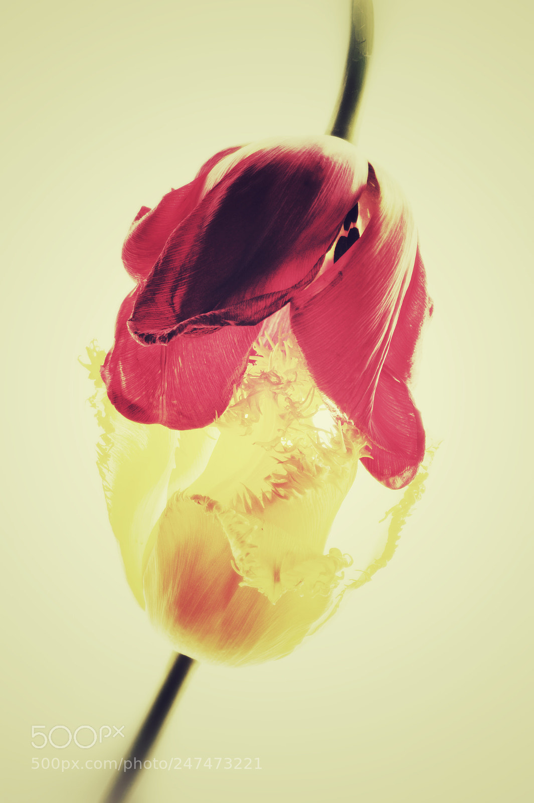 Nikon D700 sample photo. Red and yellow tulips photography