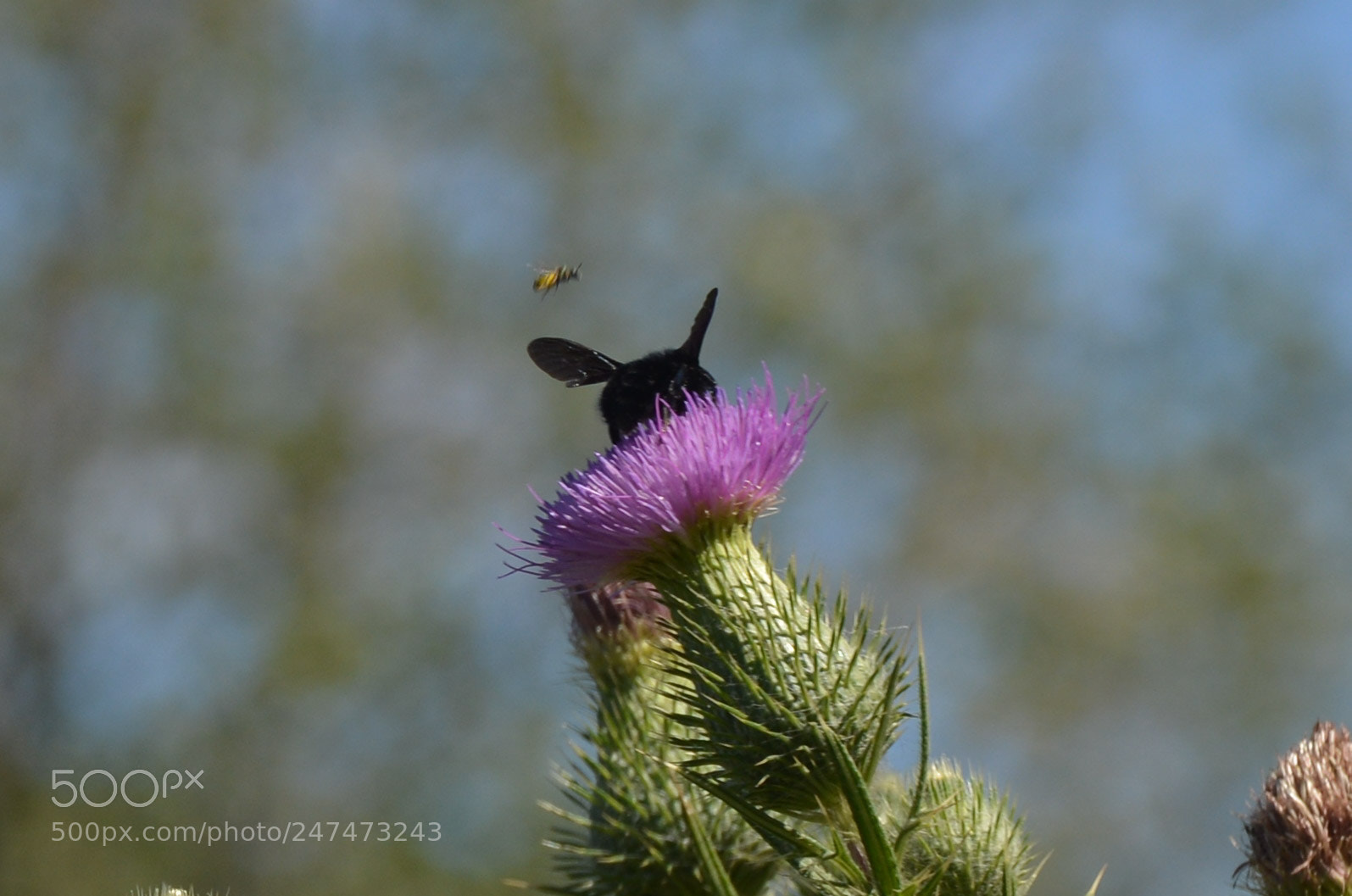 Nikon D7100 sample photo. Hola! hola! photography