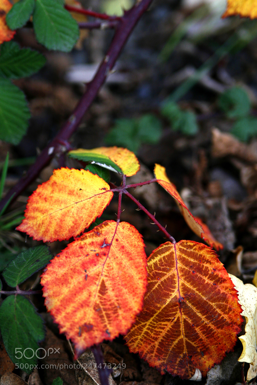 Canon EOS 30D sample photo. Leaves photography