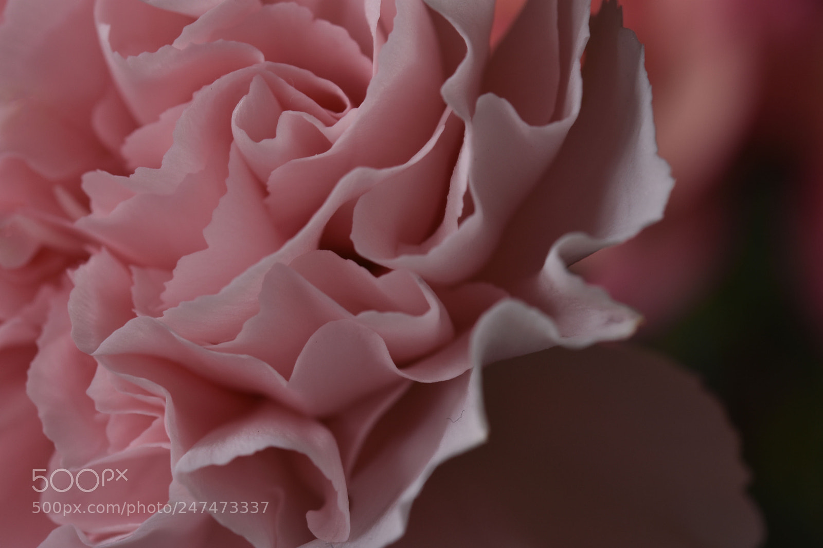 Nikon D3400 sample photo. Dream in pink photography