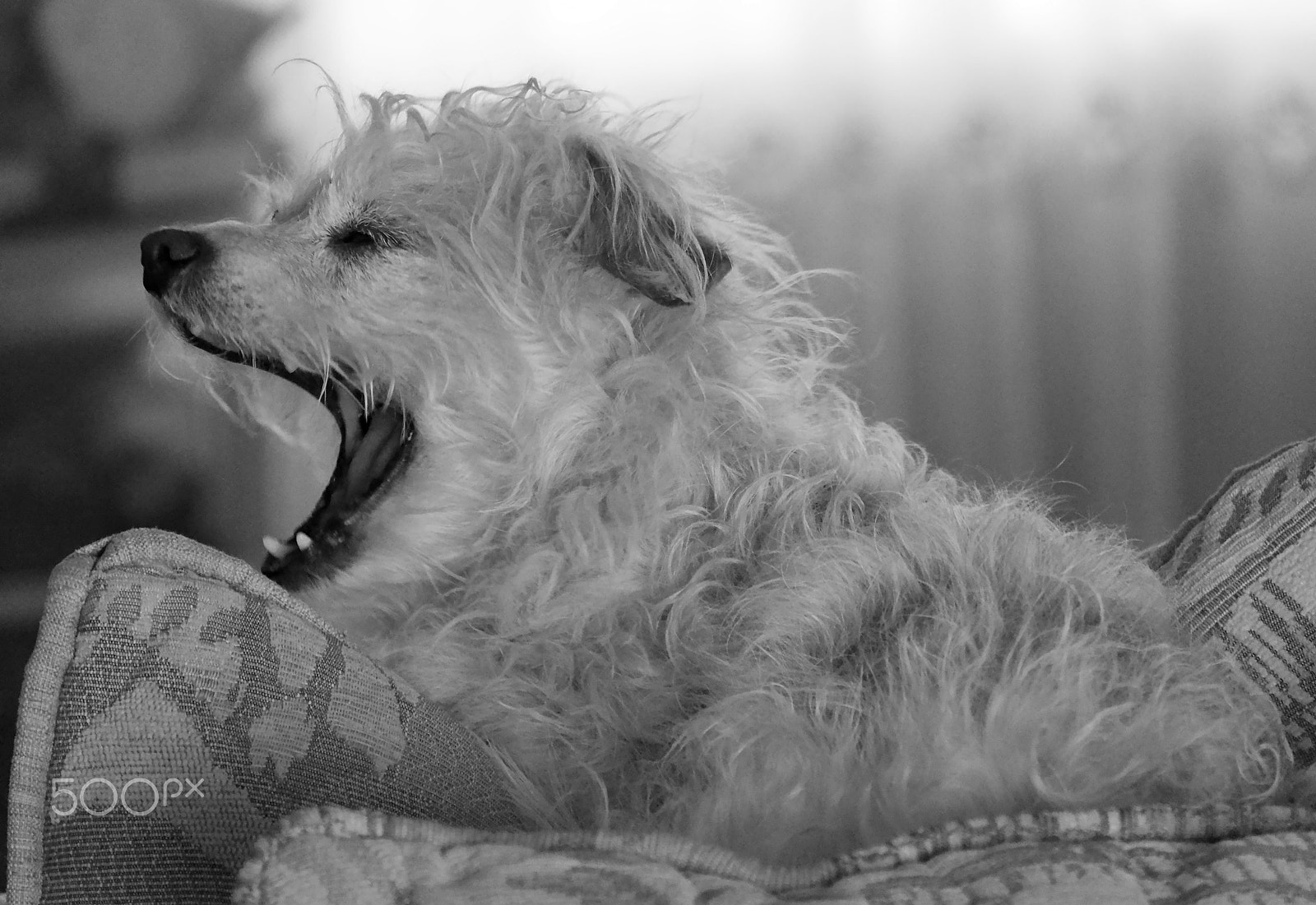 YI TECHNOLOGY M1 sample photo. Morning yawn. photography