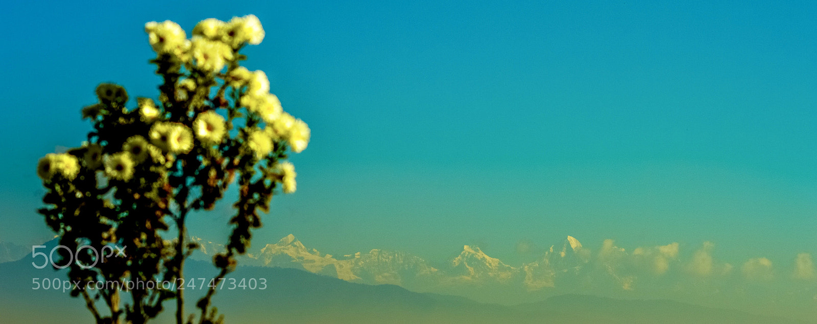 Nikon D3200 sample photo. Blooming photography