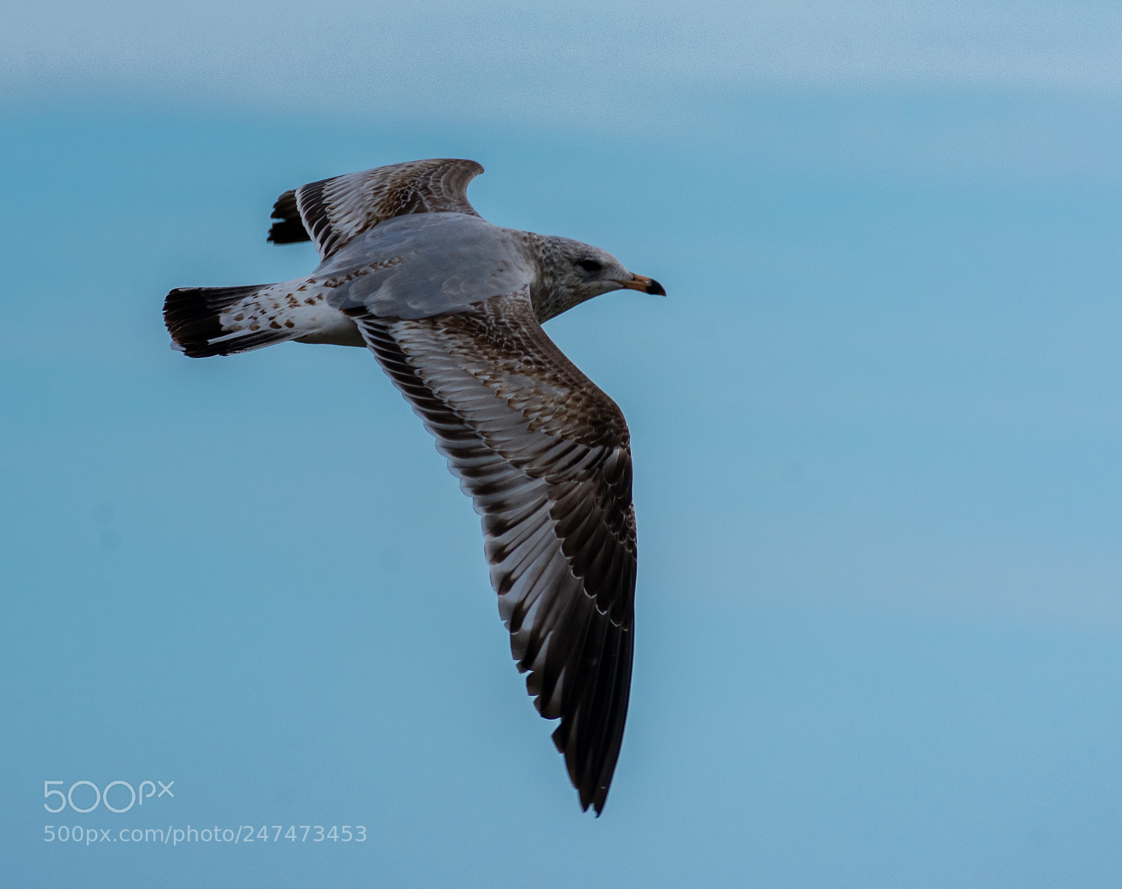 Nikon D3400 sample photo. Seagull photography