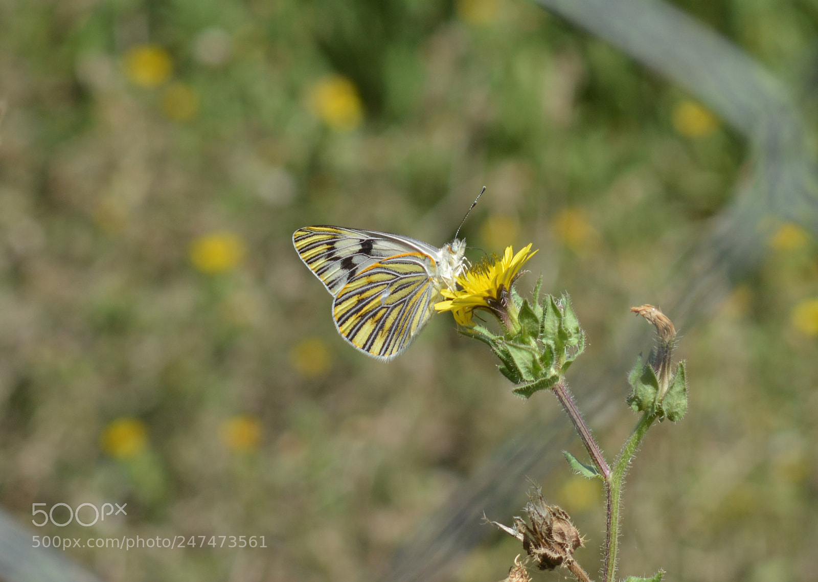Nikon D7100 sample photo. Amarillo. photography