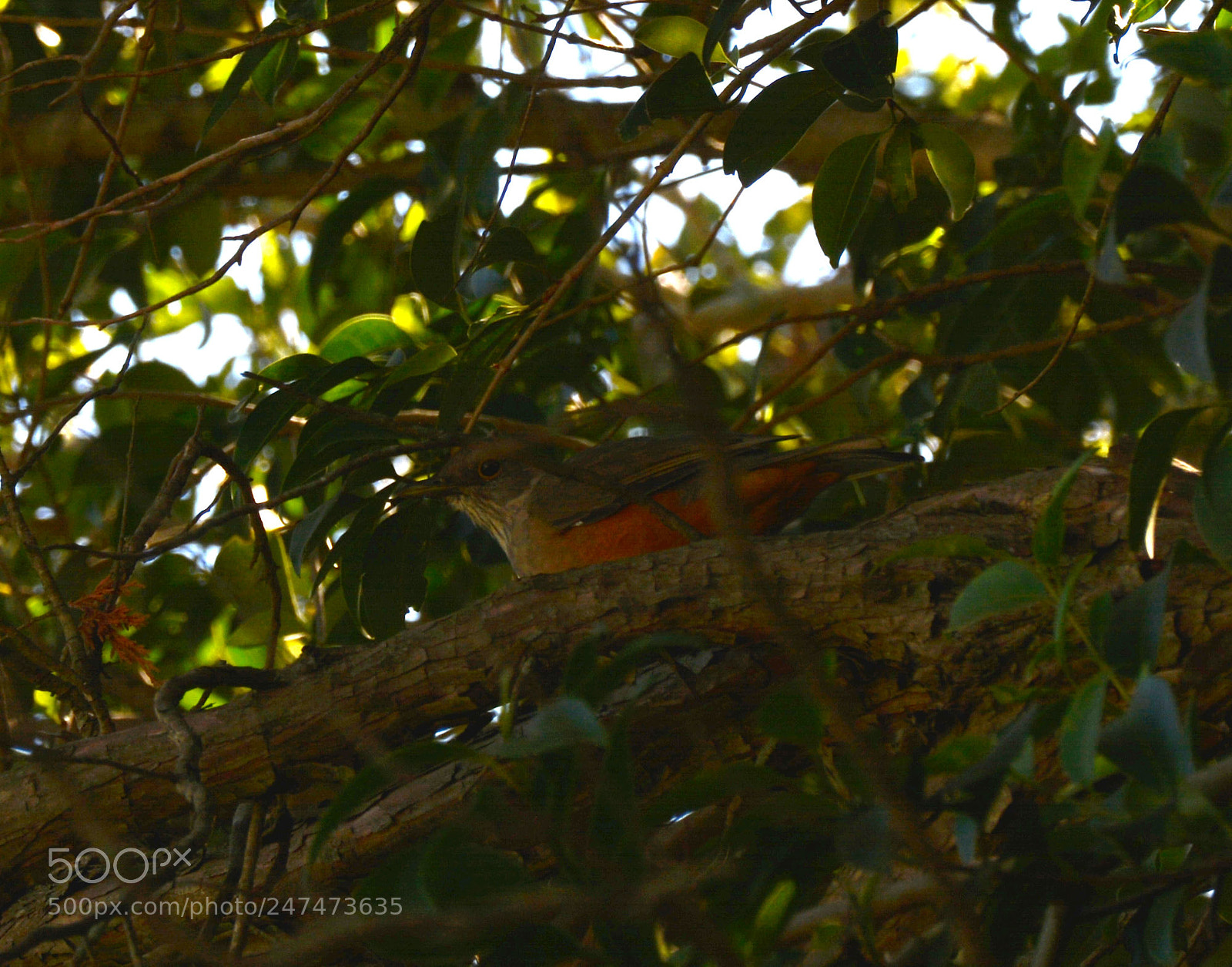 Nikon D7100 sample photo. Zorzal. photography