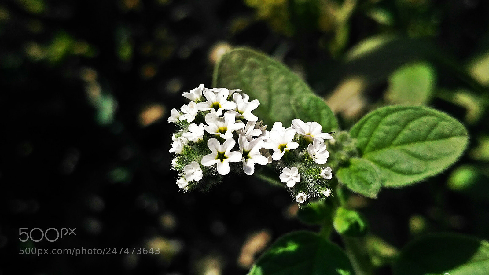Xiaomi Redmi 3S sample photo. White group photography