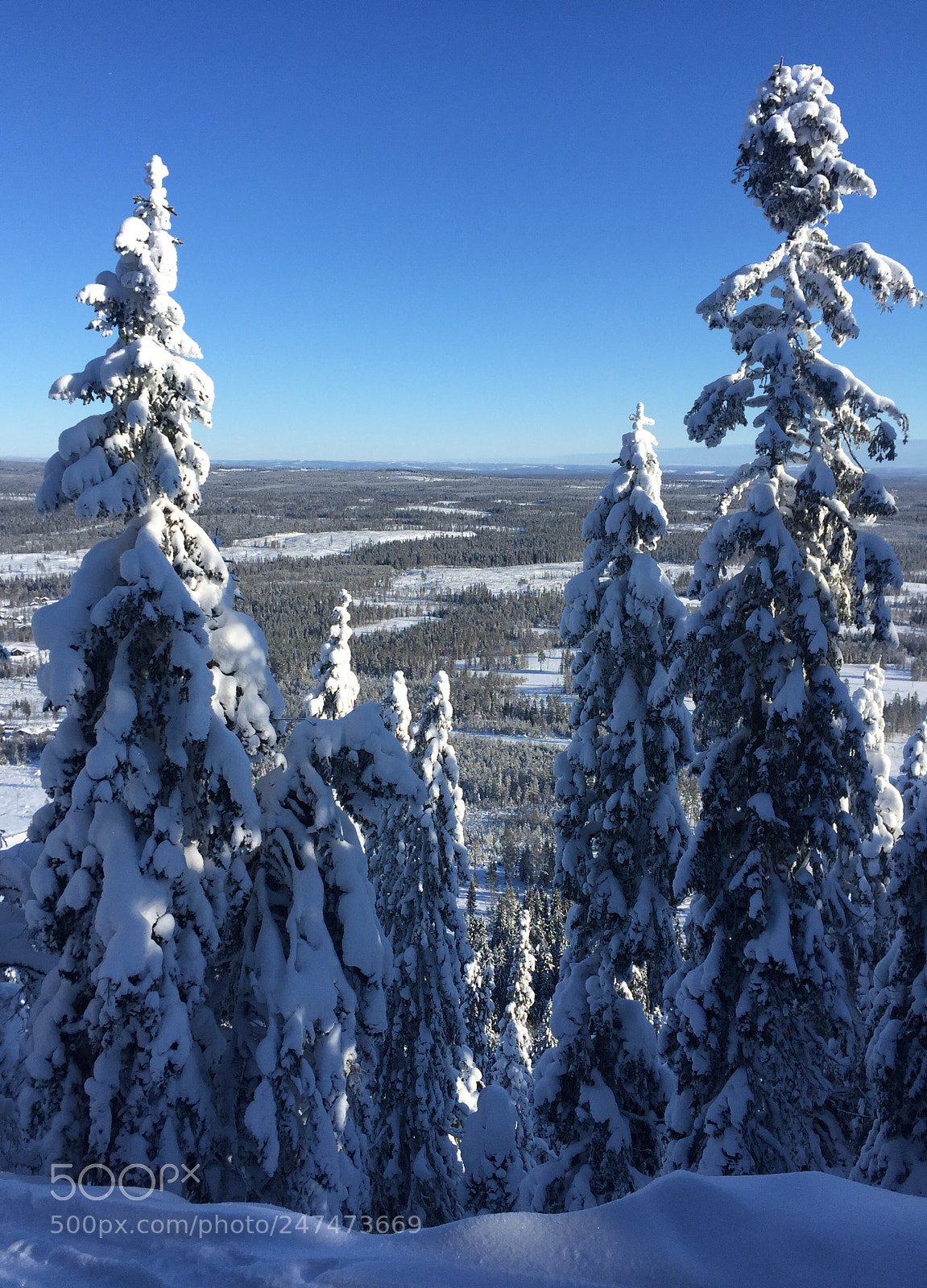 Apple iPhone 6 sample photo. Snow trees photography