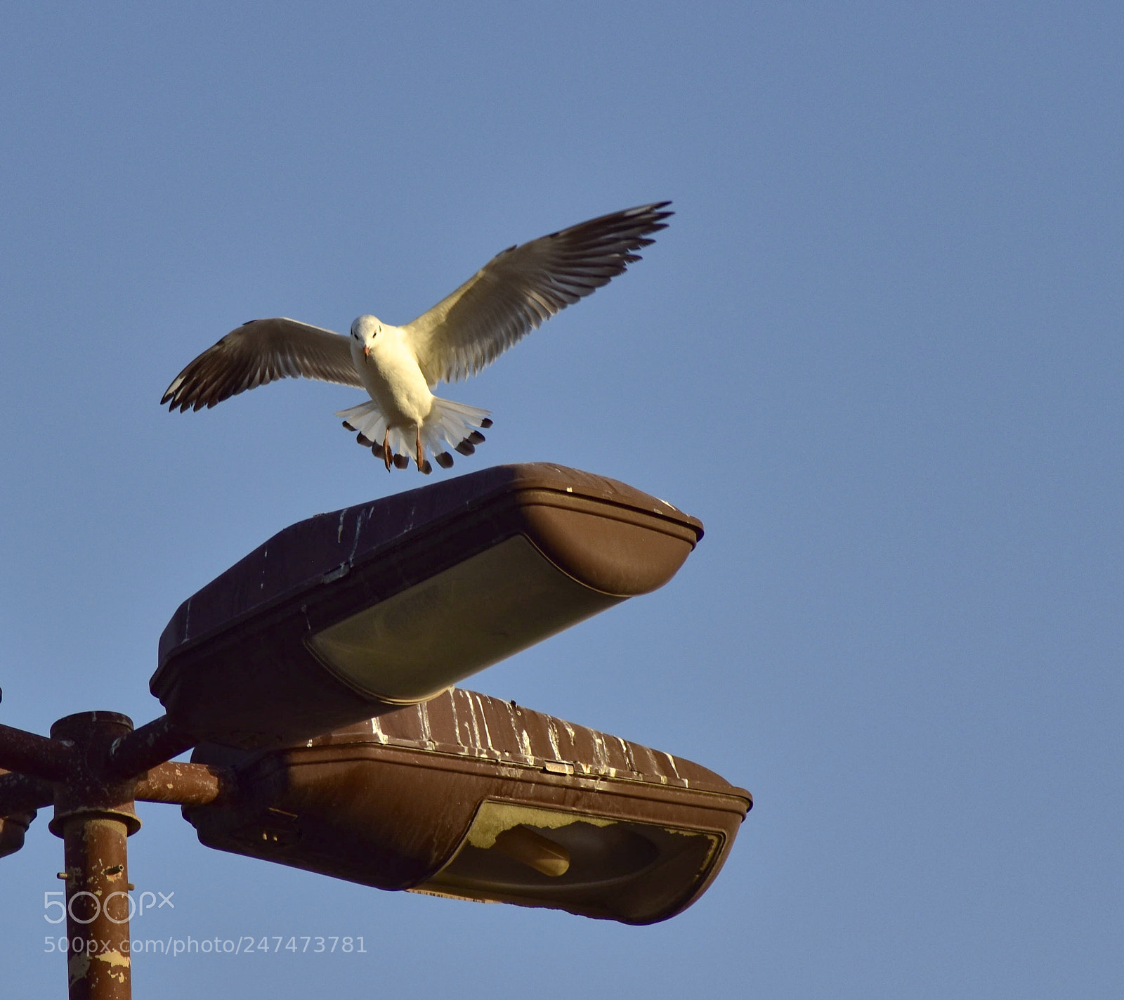 Nikon D5500 sample photo. Untitled photography