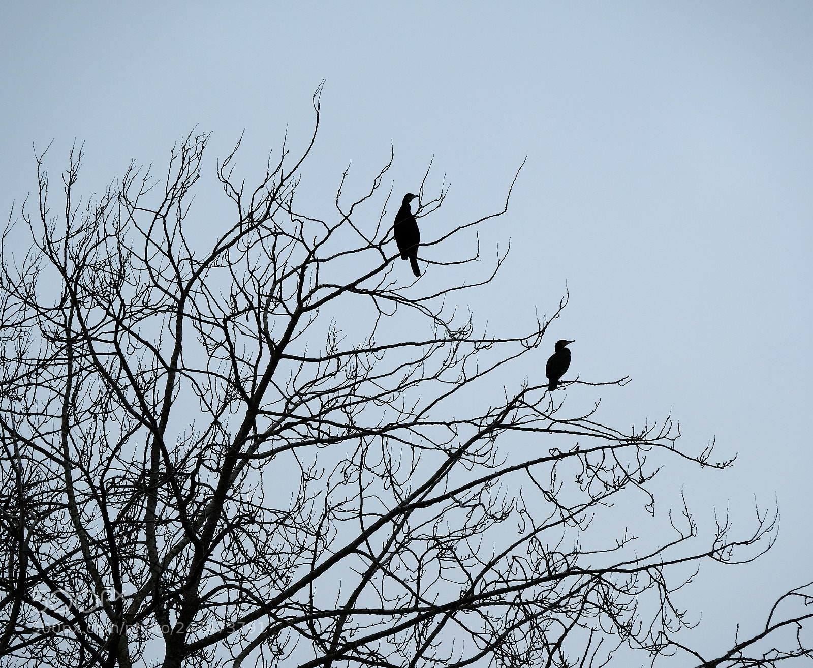Fujifilm X-Pro2 sample photo. Two birds photography