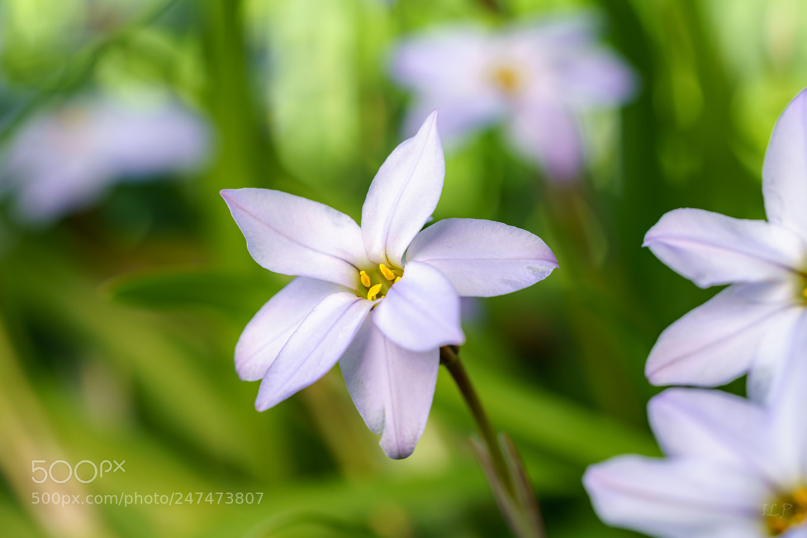 Sony a7R III sample photo. Shine on ix photography