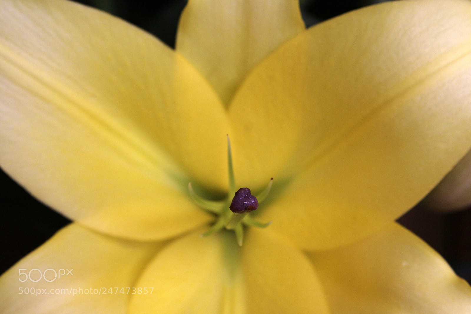 Canon EOS 30D sample photo. Purple heart photography
