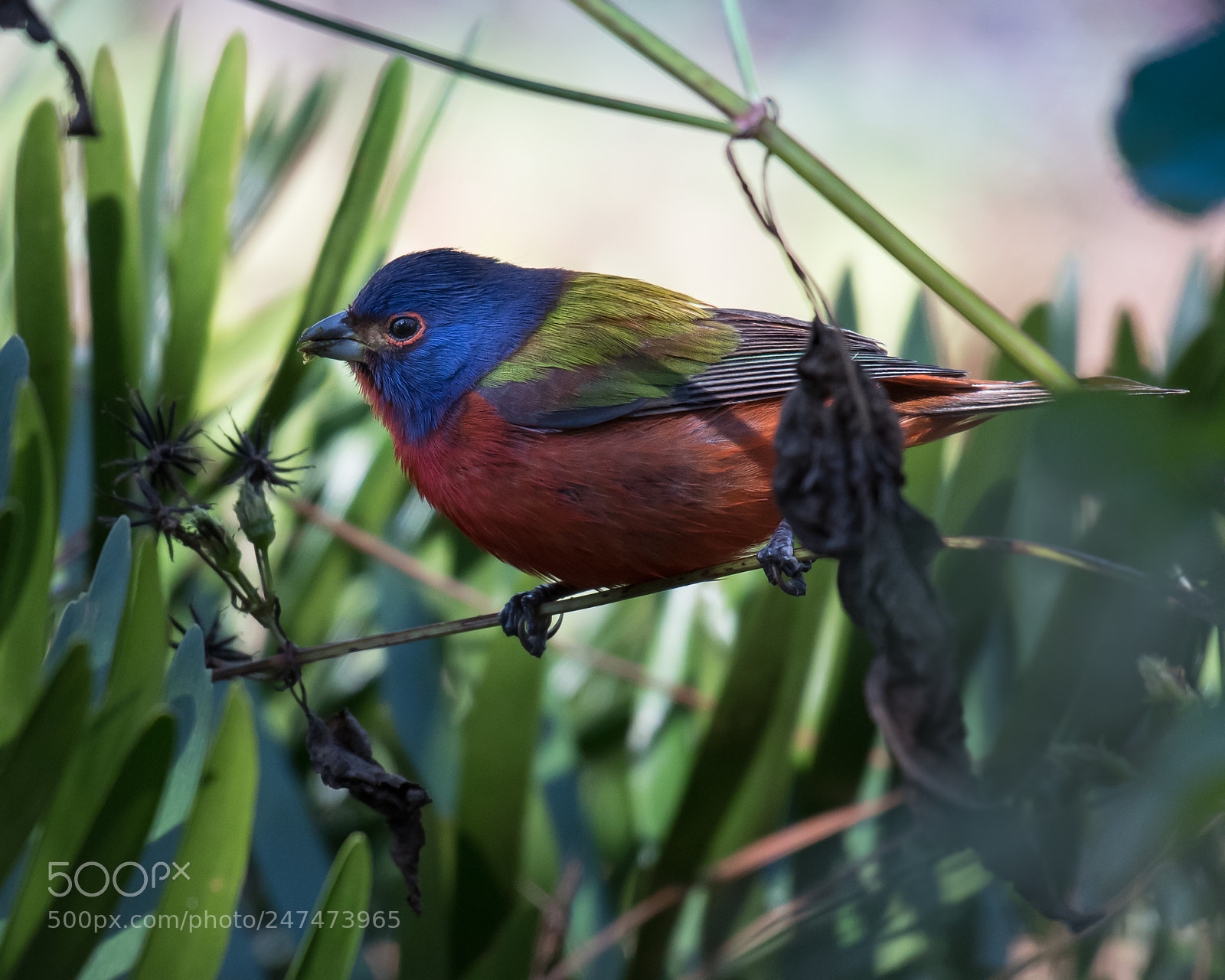 Nikon D500 sample photo. Painted bunting photography