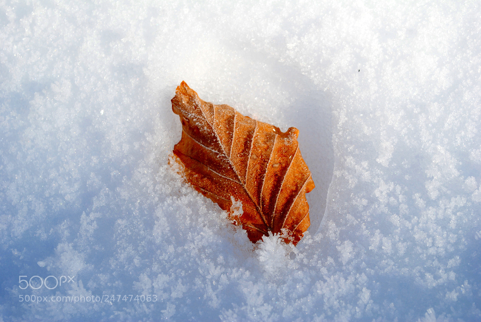 Nikon D3000 sample photo. Autumn meets winter photography