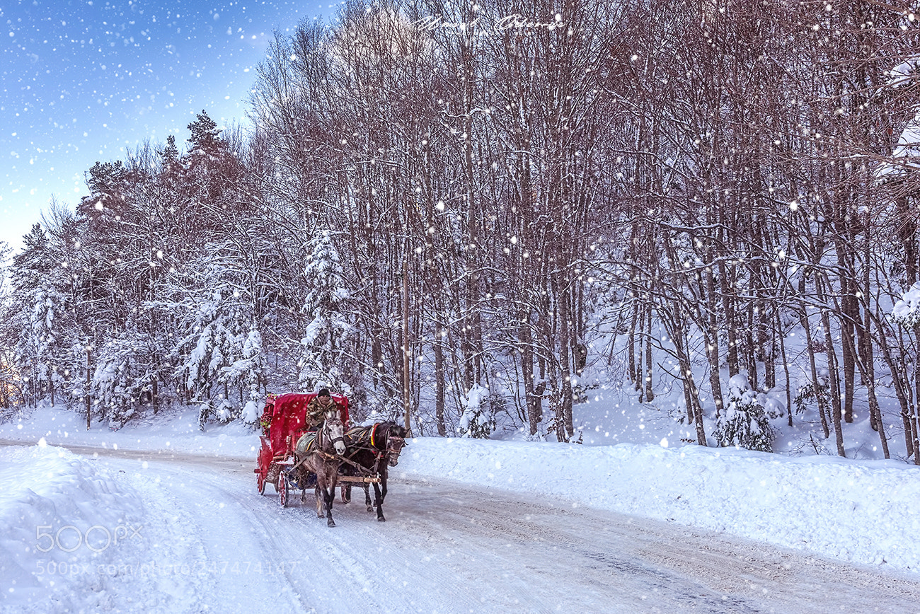 Nikon D810 sample photo. Winter tale 12 photography