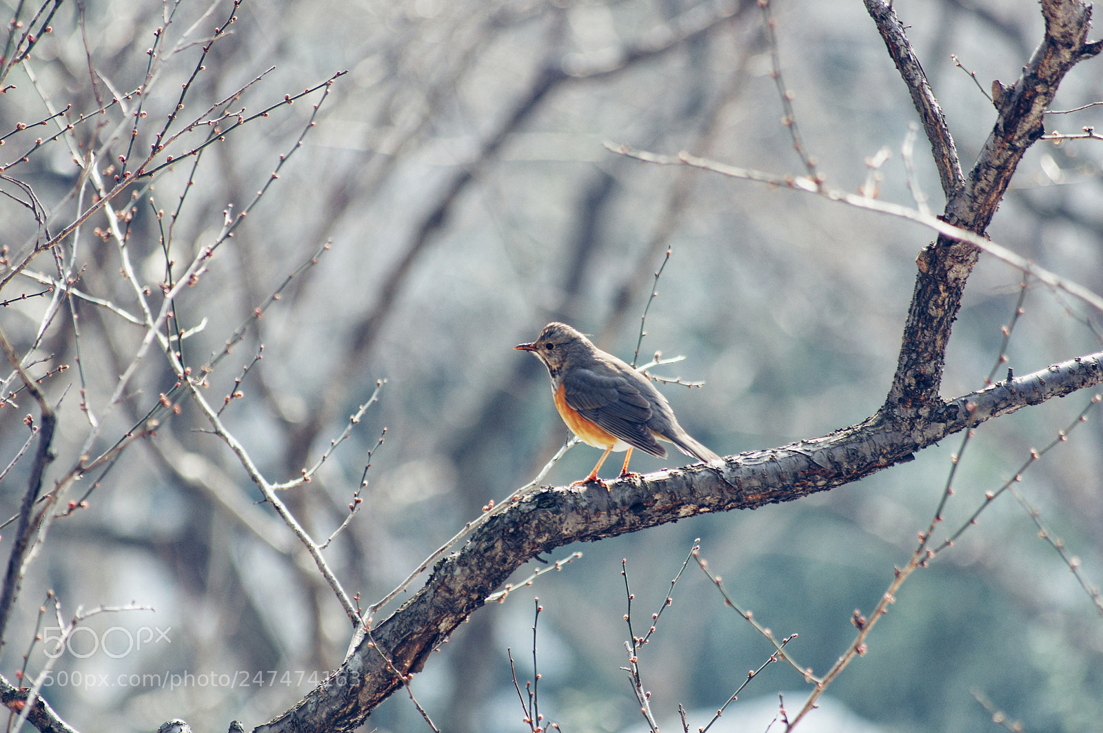 Pentax K-3 II sample photo. Untitled photography