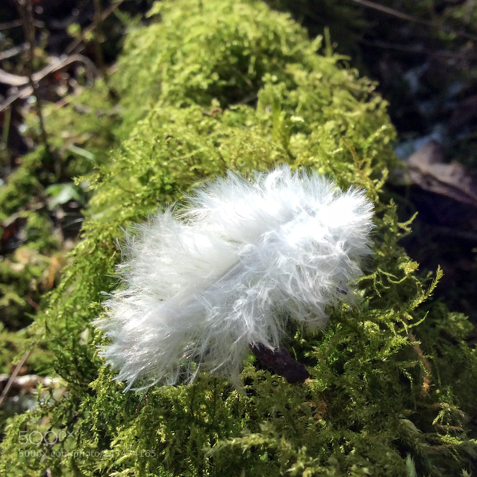 Apple iPad mini 2 sample photo. Feather in the sun photography