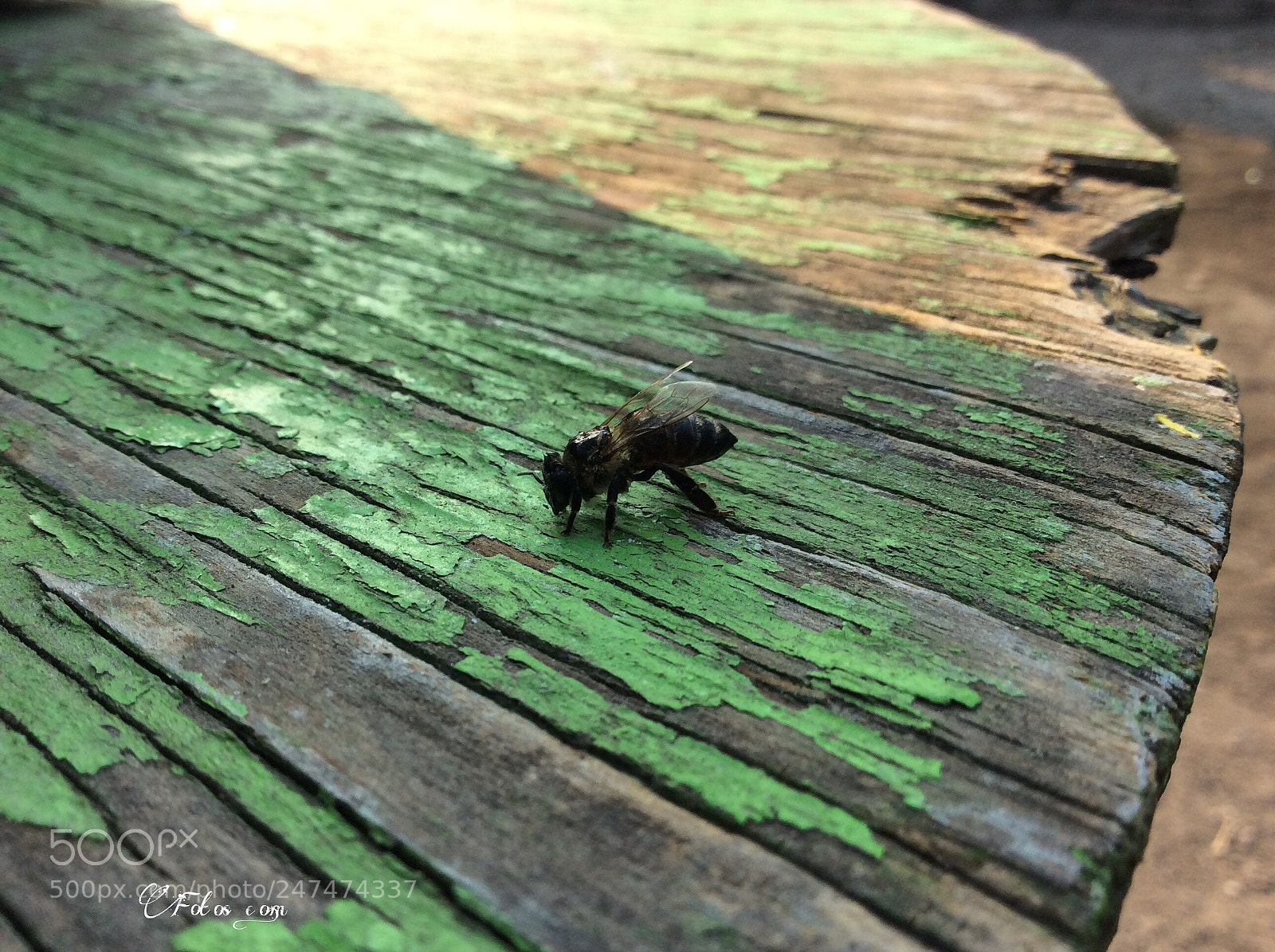 Apple iPad Air sample photo. Untitled photography
