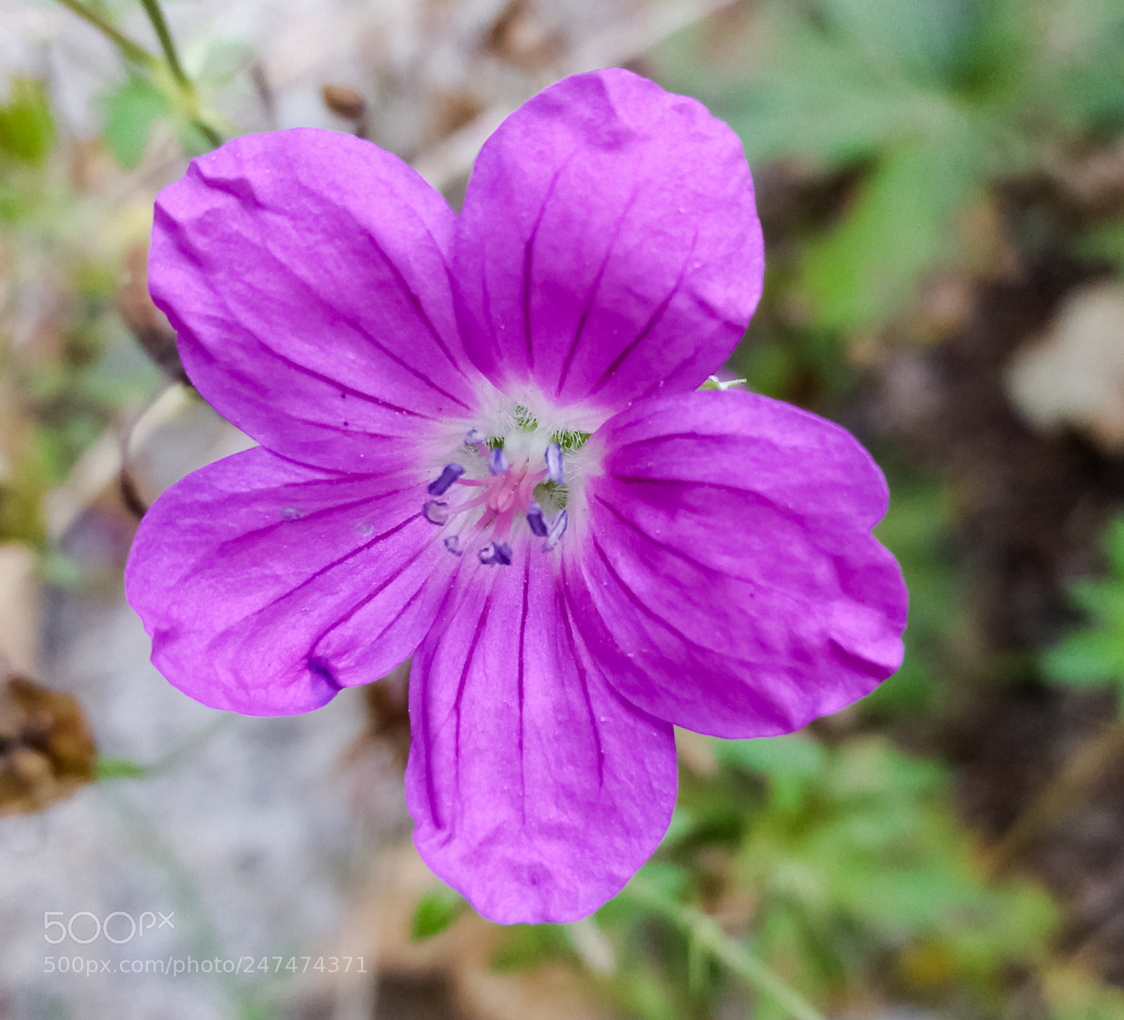Samsung Galaxy J5(2016) sample photo. 20170826_175348-2.jpg photography