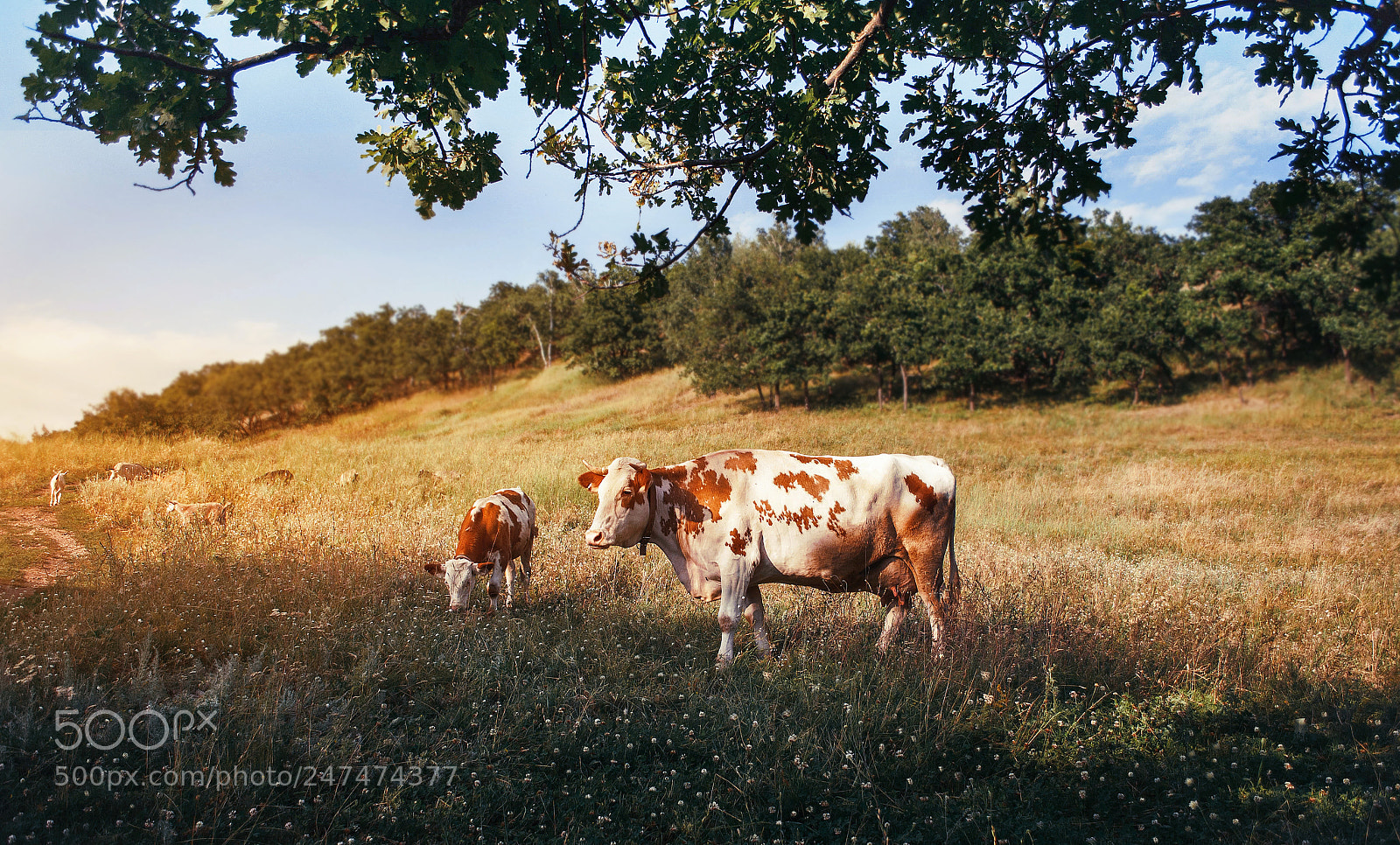 Nikon D3000 sample photo. Summer in the village photography