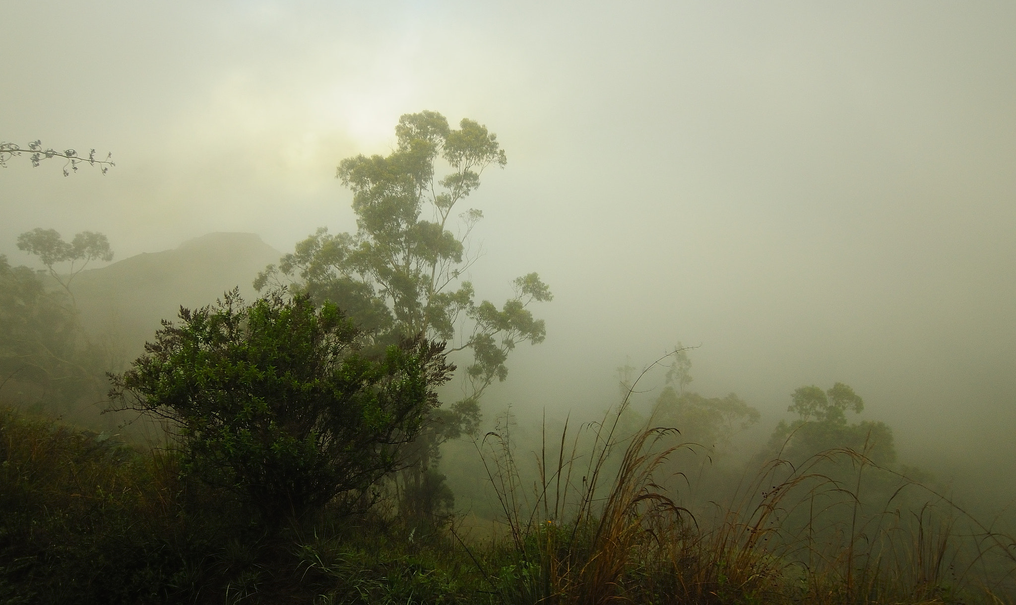 Nikon D90 sample photo. Niebla en alausi photography
