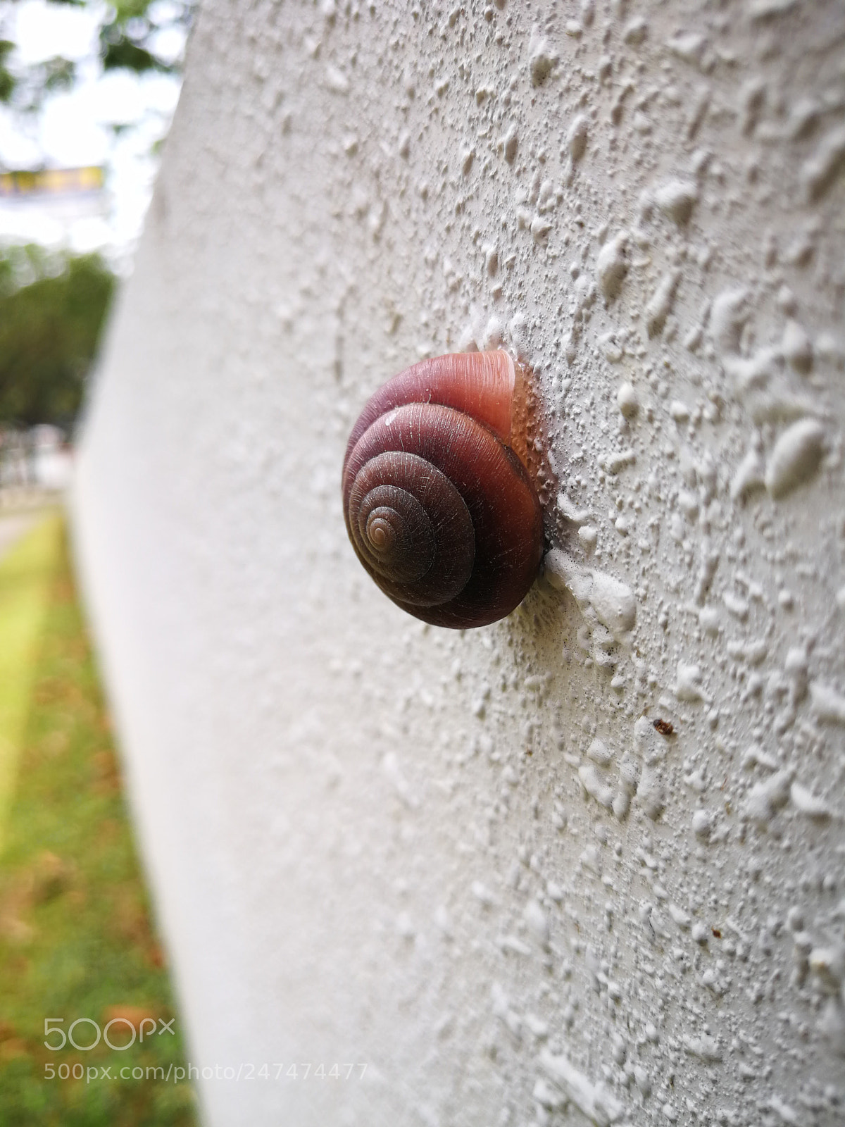 HUAWEI P10 Plus sample photo. Untitled photography