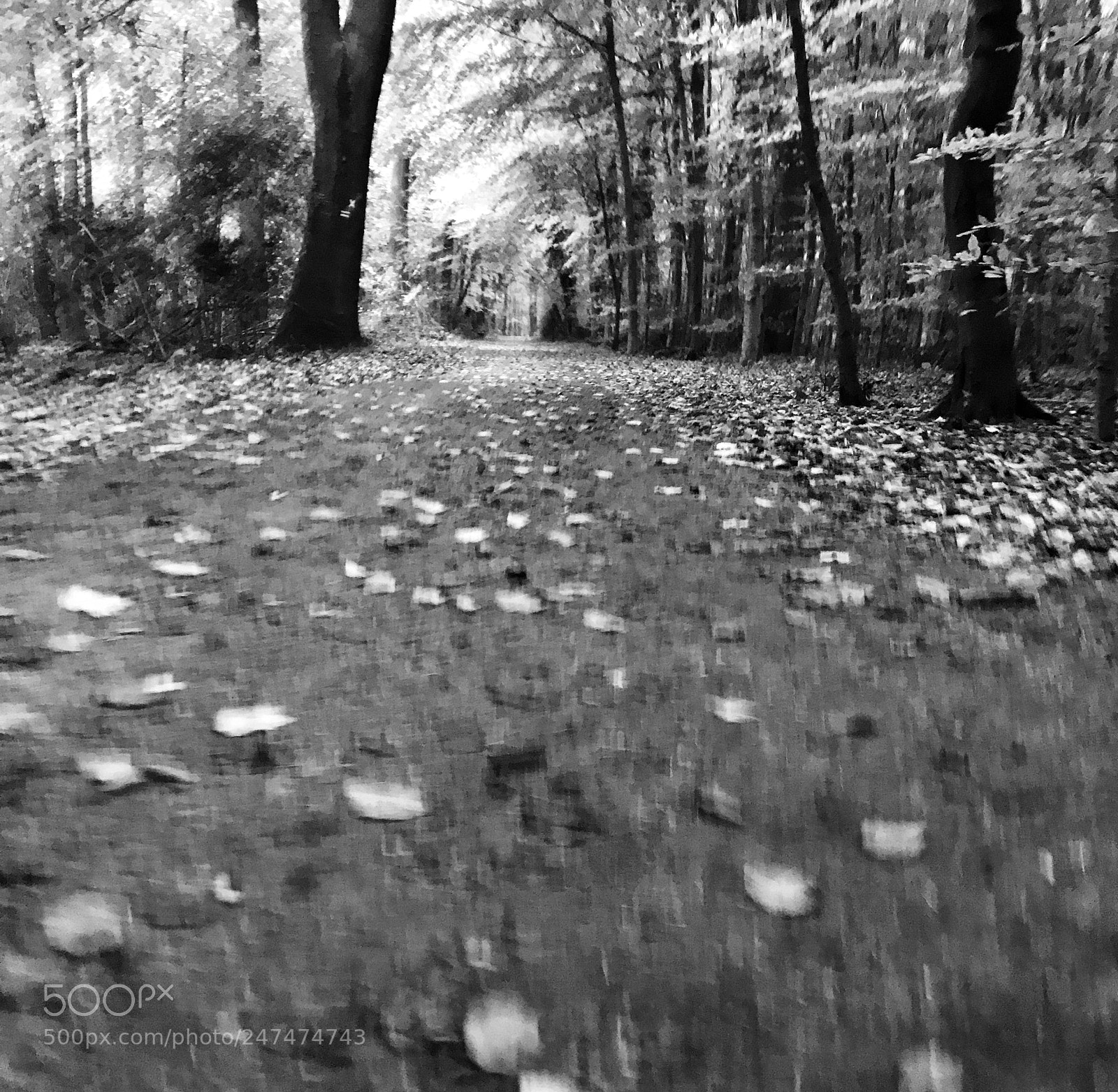 Apple iPhone 7 Plus sample photo. #herbst photography