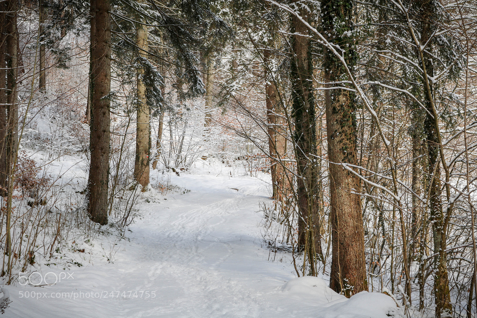 Canon EOS 750D (EOS Rebel T6i / EOS Kiss X8i) sample photo. Durch den schnee... photography