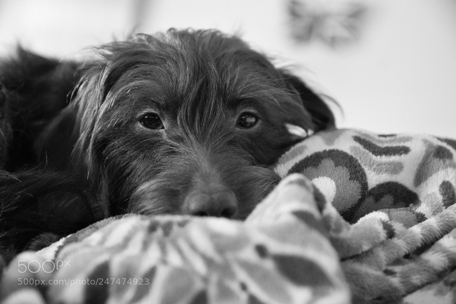 Nikon D500 sample photo. Lazy sunday photography