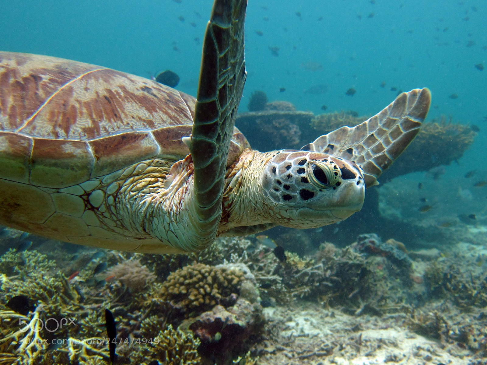 Canon PowerShot S95 sample photo. Turtle fly by photography