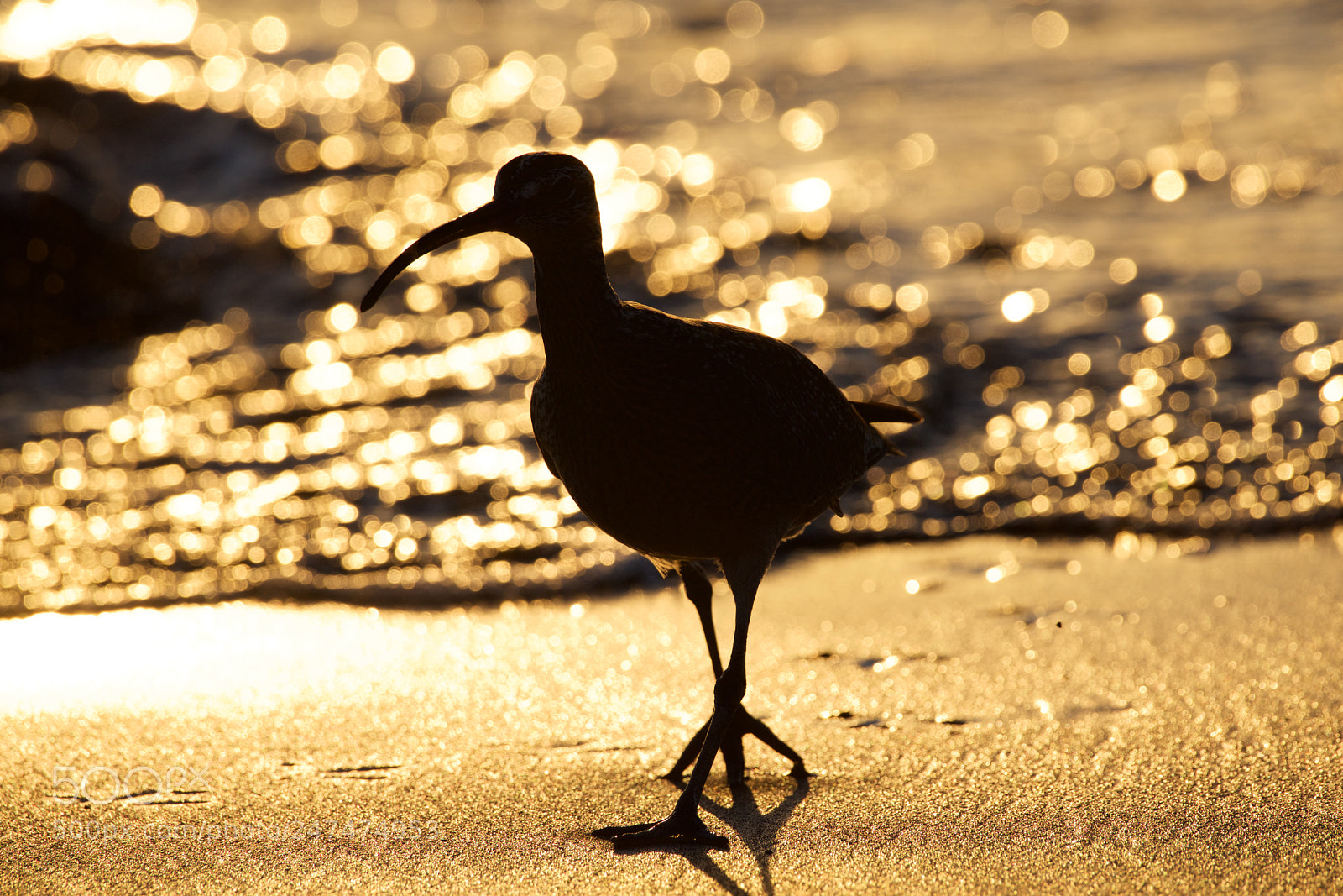 Nikon D600 sample photo. Zarapito al atardecer photography