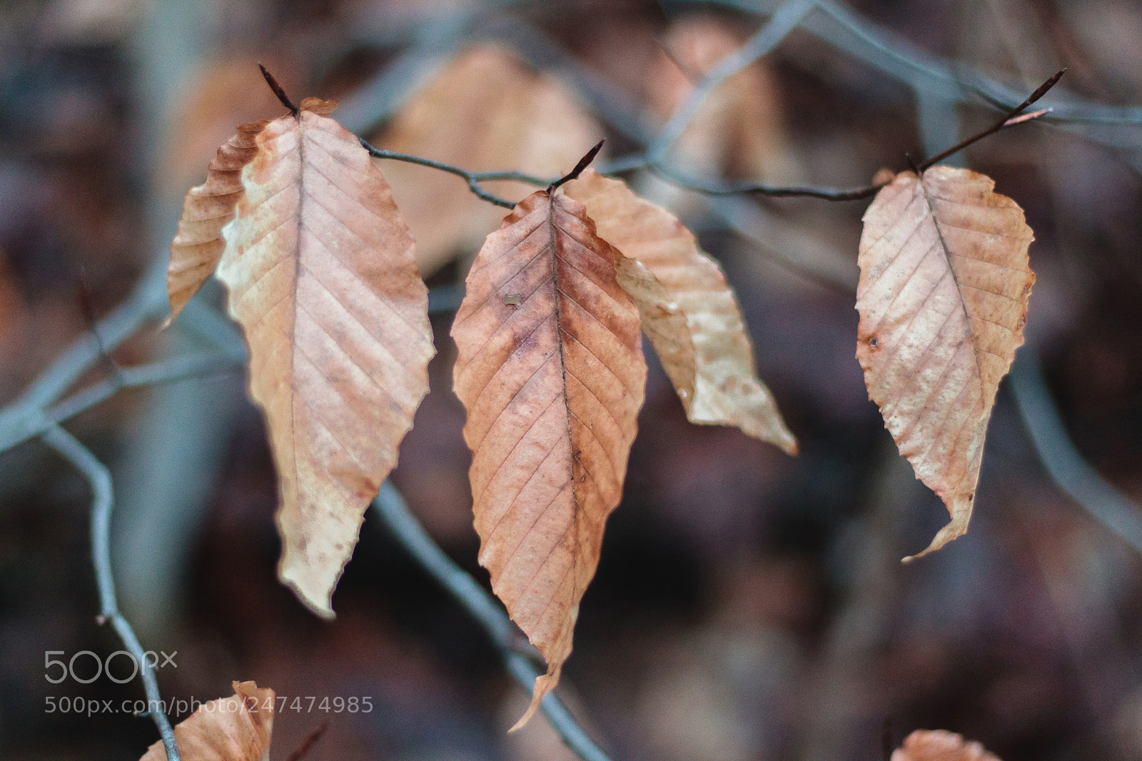 Canon EOS 80D sample photo. Three's a company photography