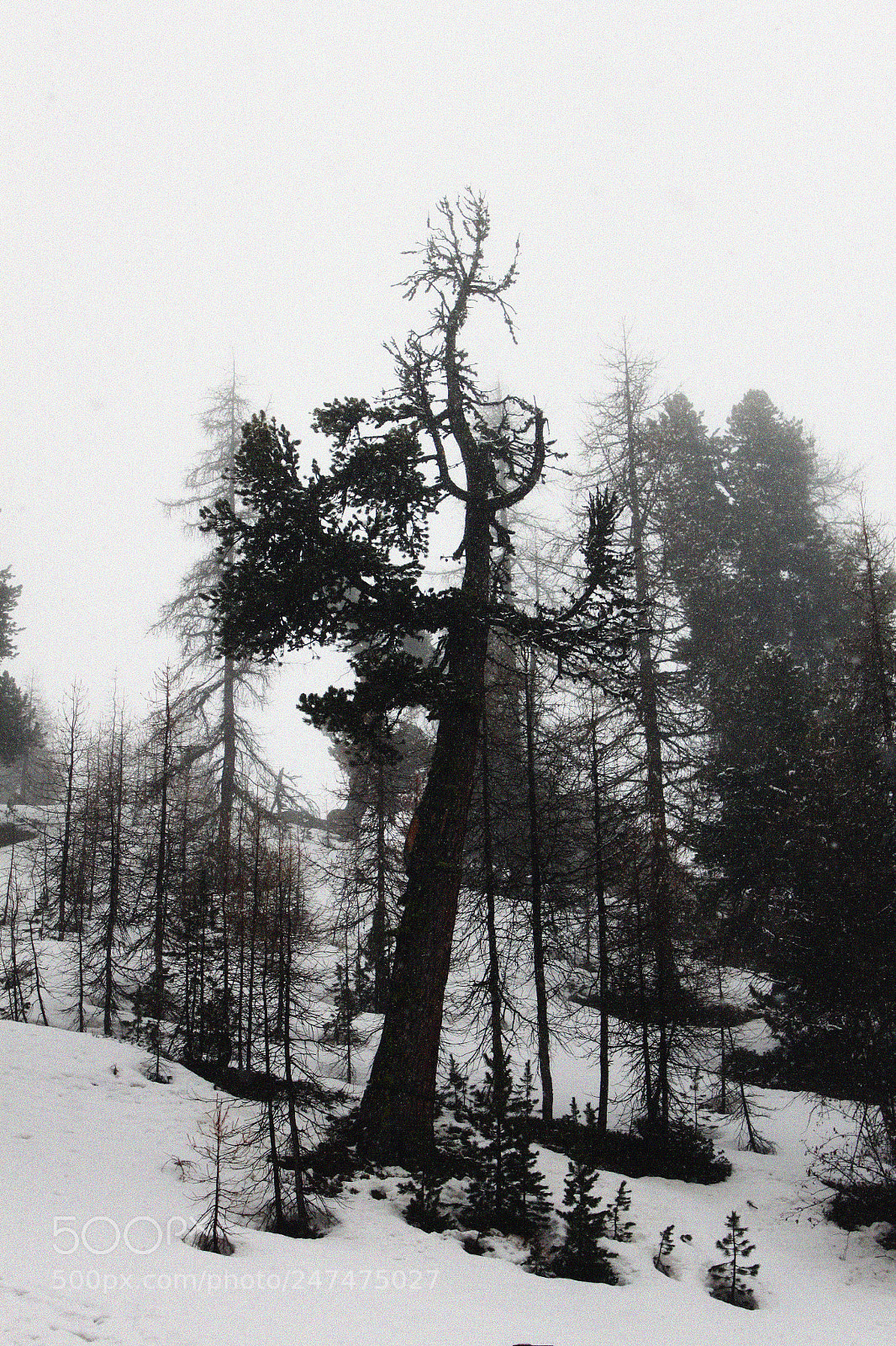 Canon EOS 500D (EOS Rebel T1i / EOS Kiss X3) sample photo. Zermatt, switzerland photography