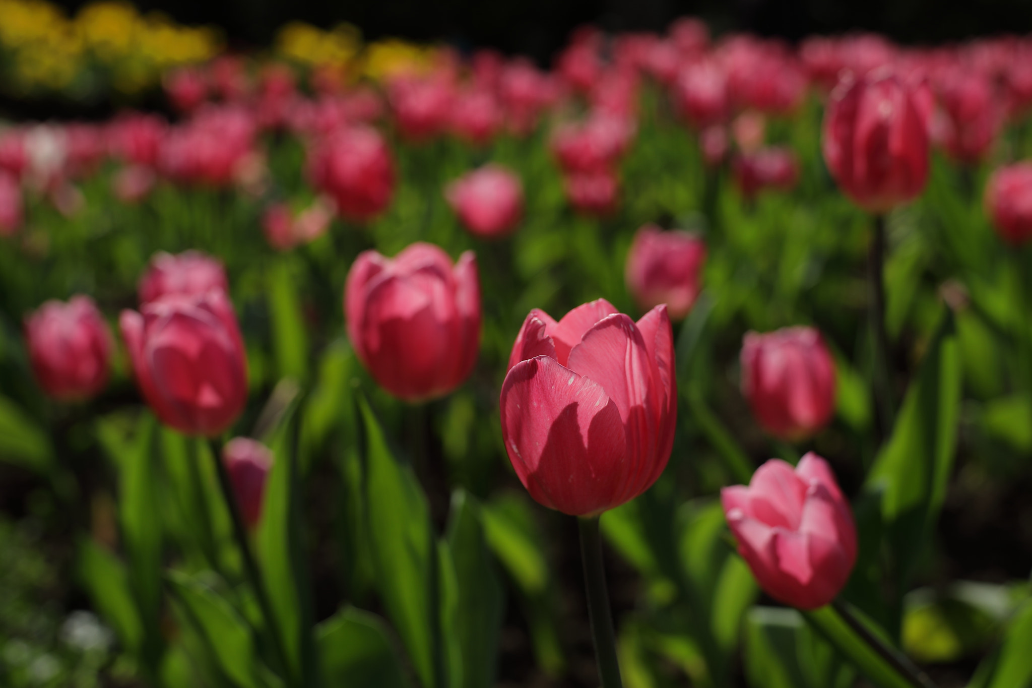 Canon 50mm sample photo. Tulips photography