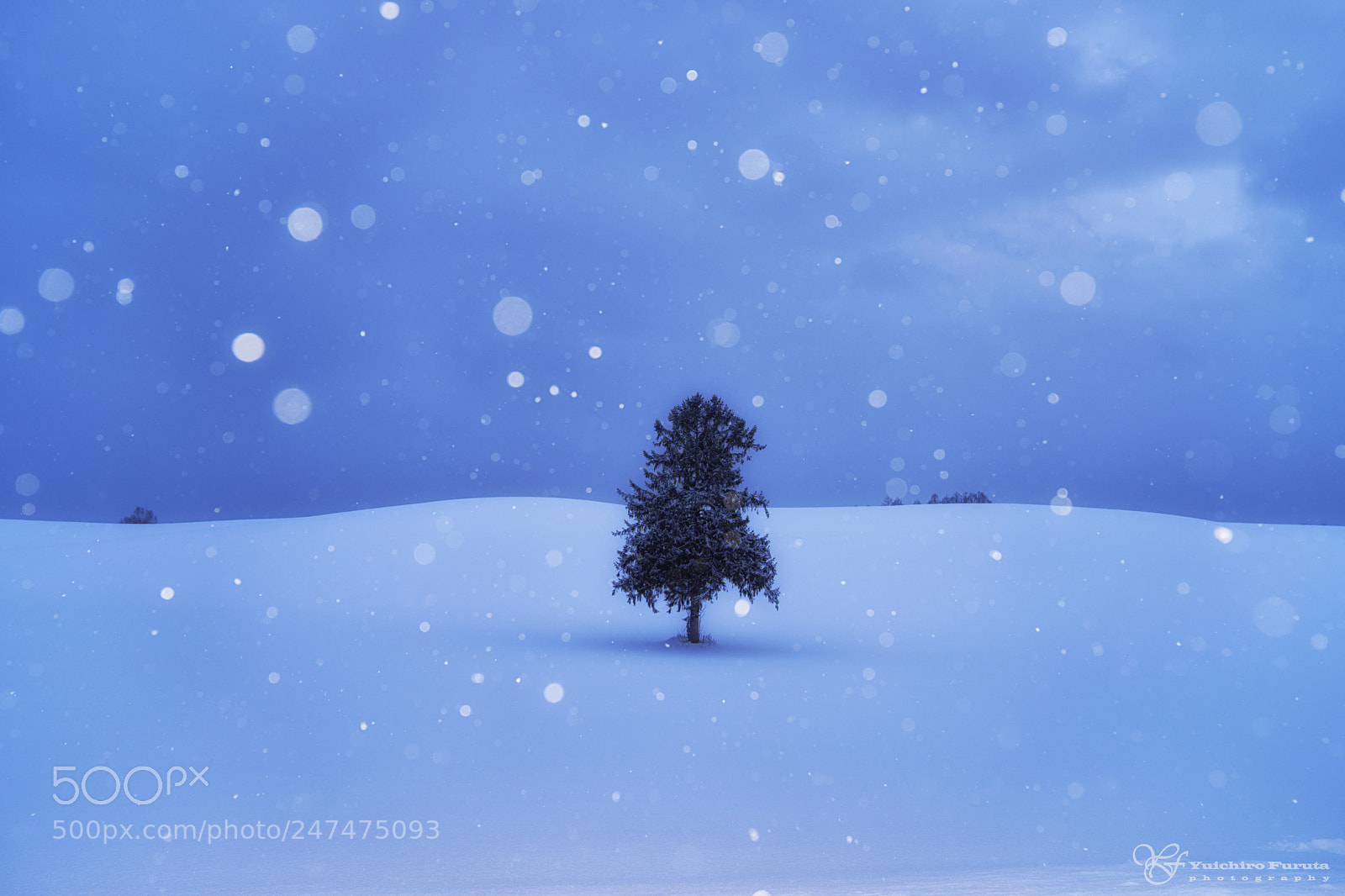 Sony a7R sample photo. Tree of come by photography