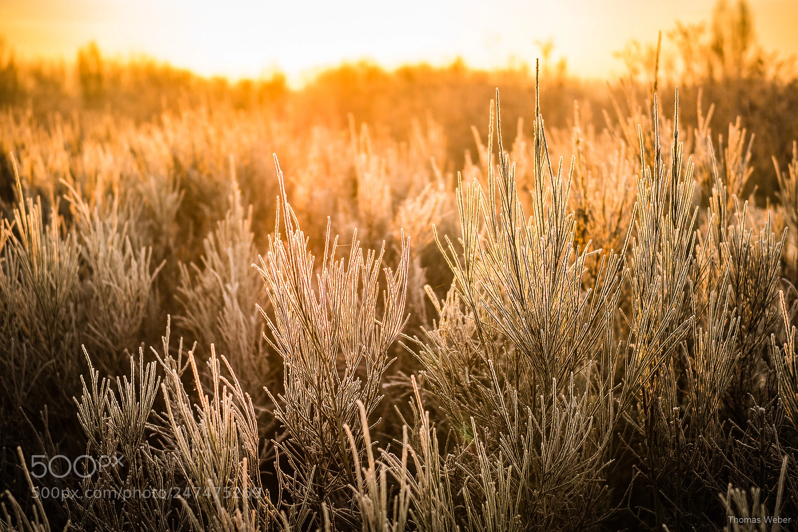 Panasonic Lumix DC-GH5 sample photo. Sunrise in winter photography