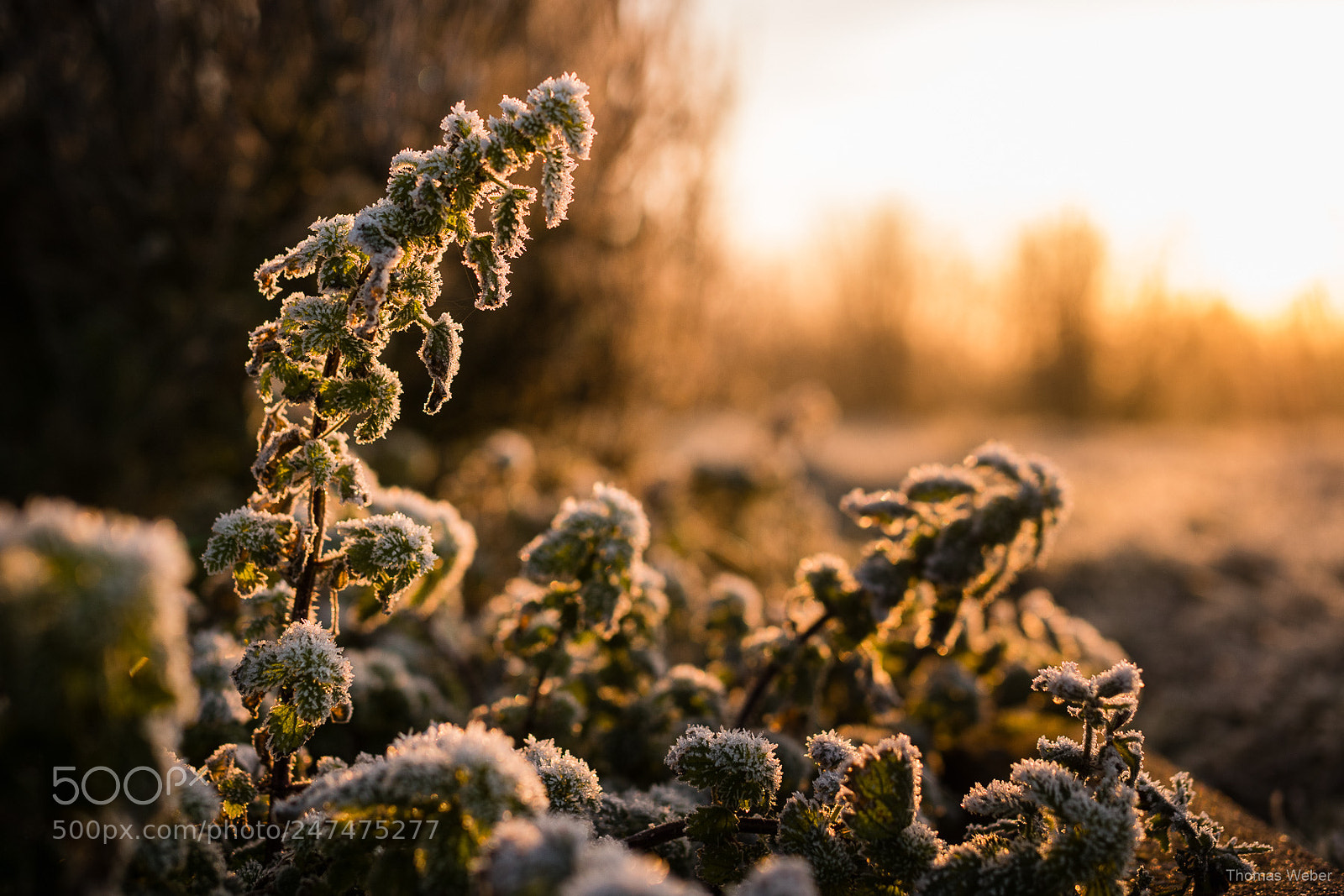 Panasonic Lumix DC-GH5 sample photo. Sunrise in winter photography