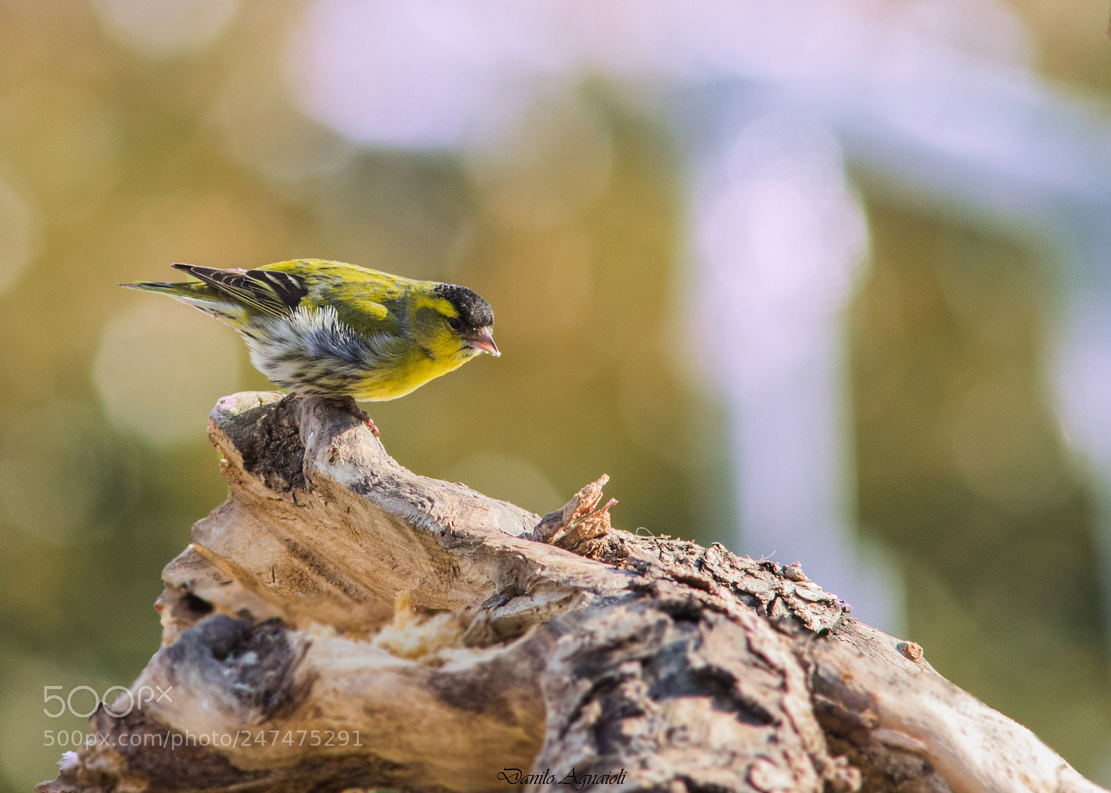 Canon EOS 7D Mark II sample photo. Il verzellino in una photography