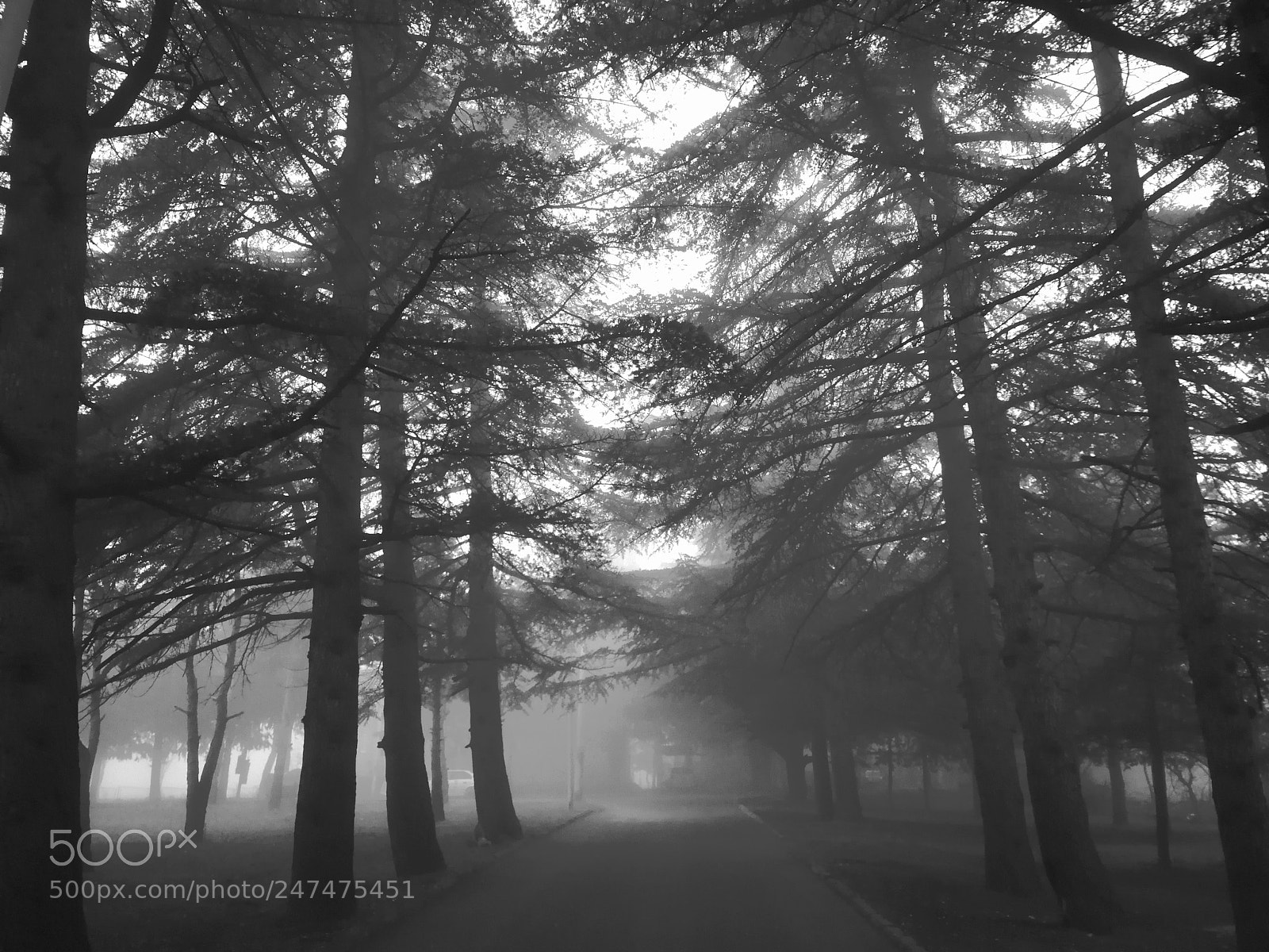 HUAWEI P10 sample photo. Foggy hommie photography