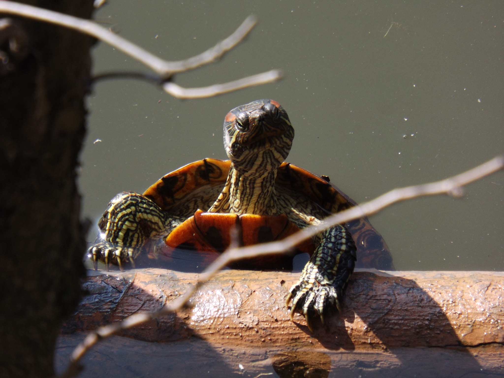 Fujifilm FinePix S4600 sample photo. Turtle photography