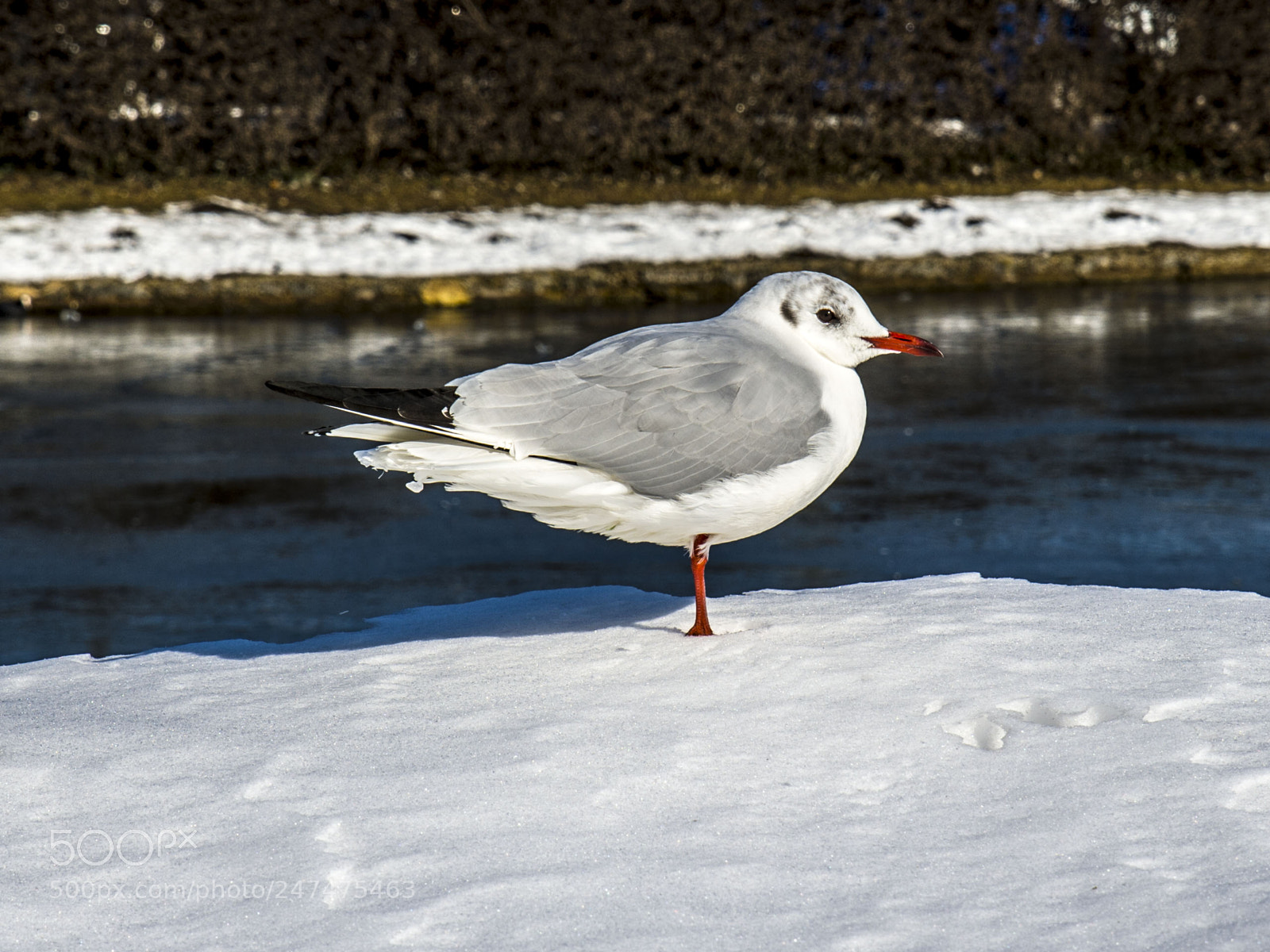 Nikon D4 sample photo. Castle gull photography