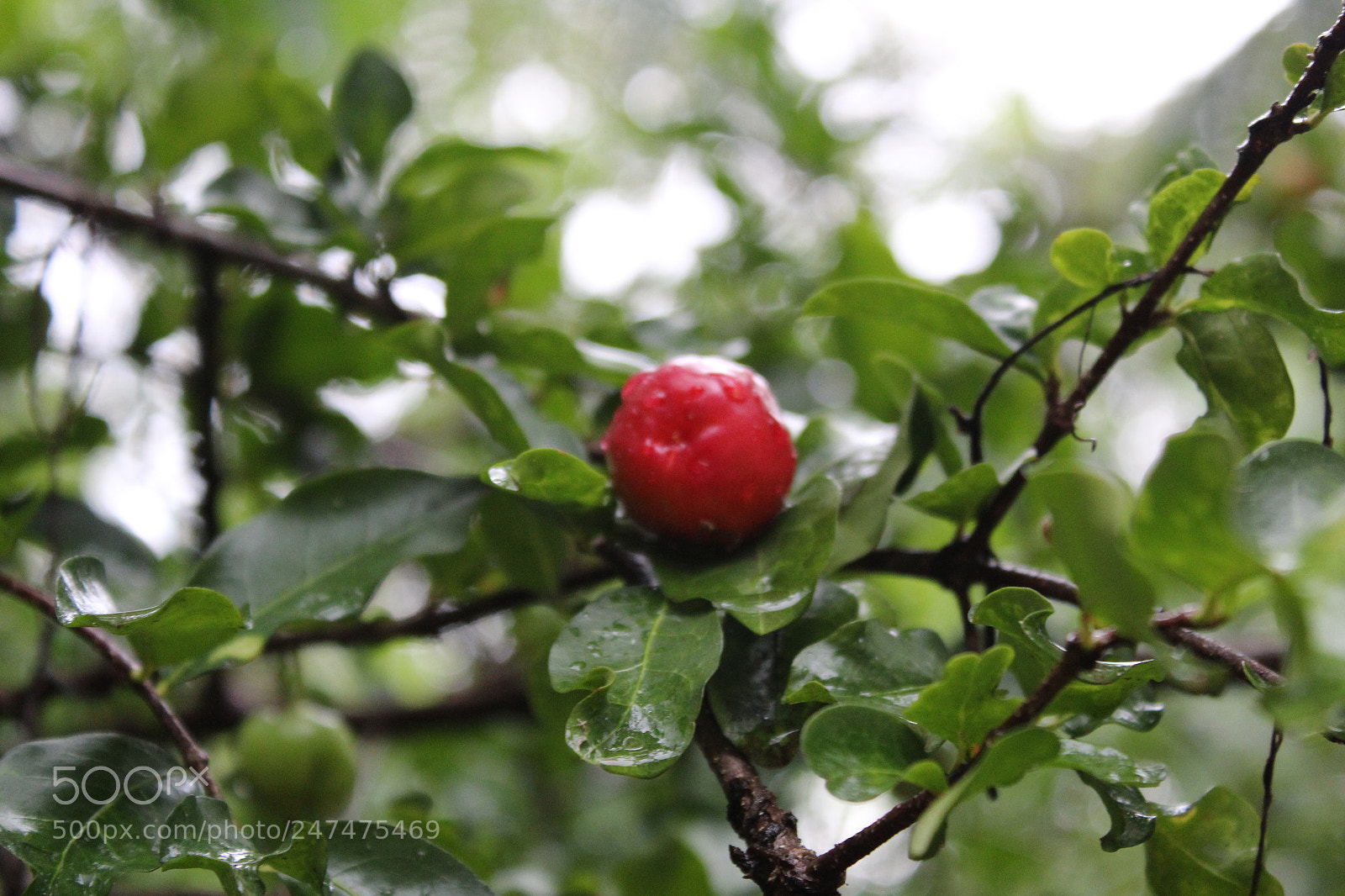 Canon EOS 1300D (EOS Rebel T6 / EOS Kiss X80) sample photo. Acerola photography