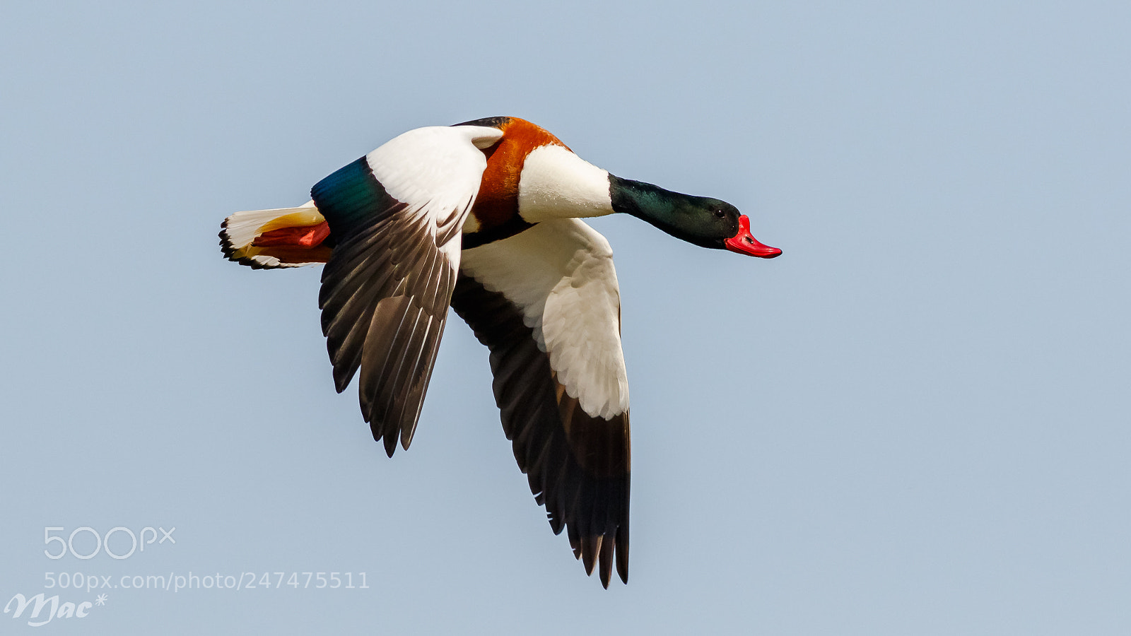 Canon EOS 7D Mark II sample photo. Shelduck-bergeend photography