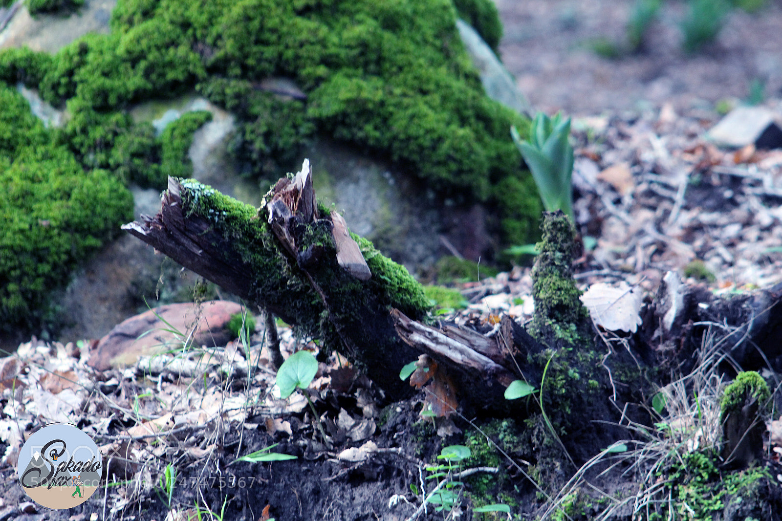 Canon EOS 700D (EOS Rebel T5i / EOS Kiss X7i) sample photo. Img photography