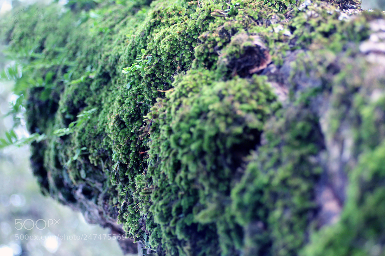 Canon EOS 700D (EOS Rebel T5i / EOS Kiss X7i) sample photo. Img photography