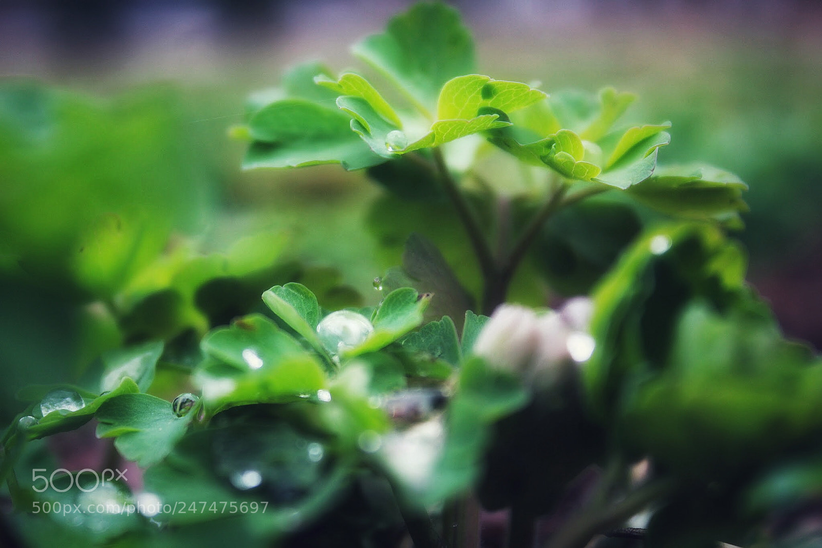 Canon EOS 1200D (EOS Rebel T5 / EOS Kiss X70 / EOS Hi) sample photo. Rainy morning photography